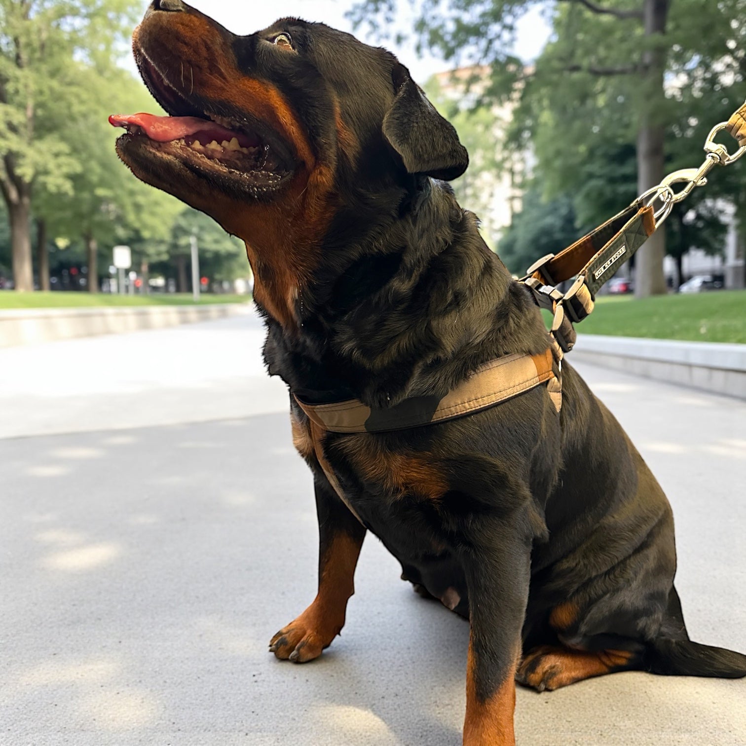 Military Dog Harness Set with Leash – Durable, Adjustable, 4 Sizes – Perfect for Outdoor Adventures