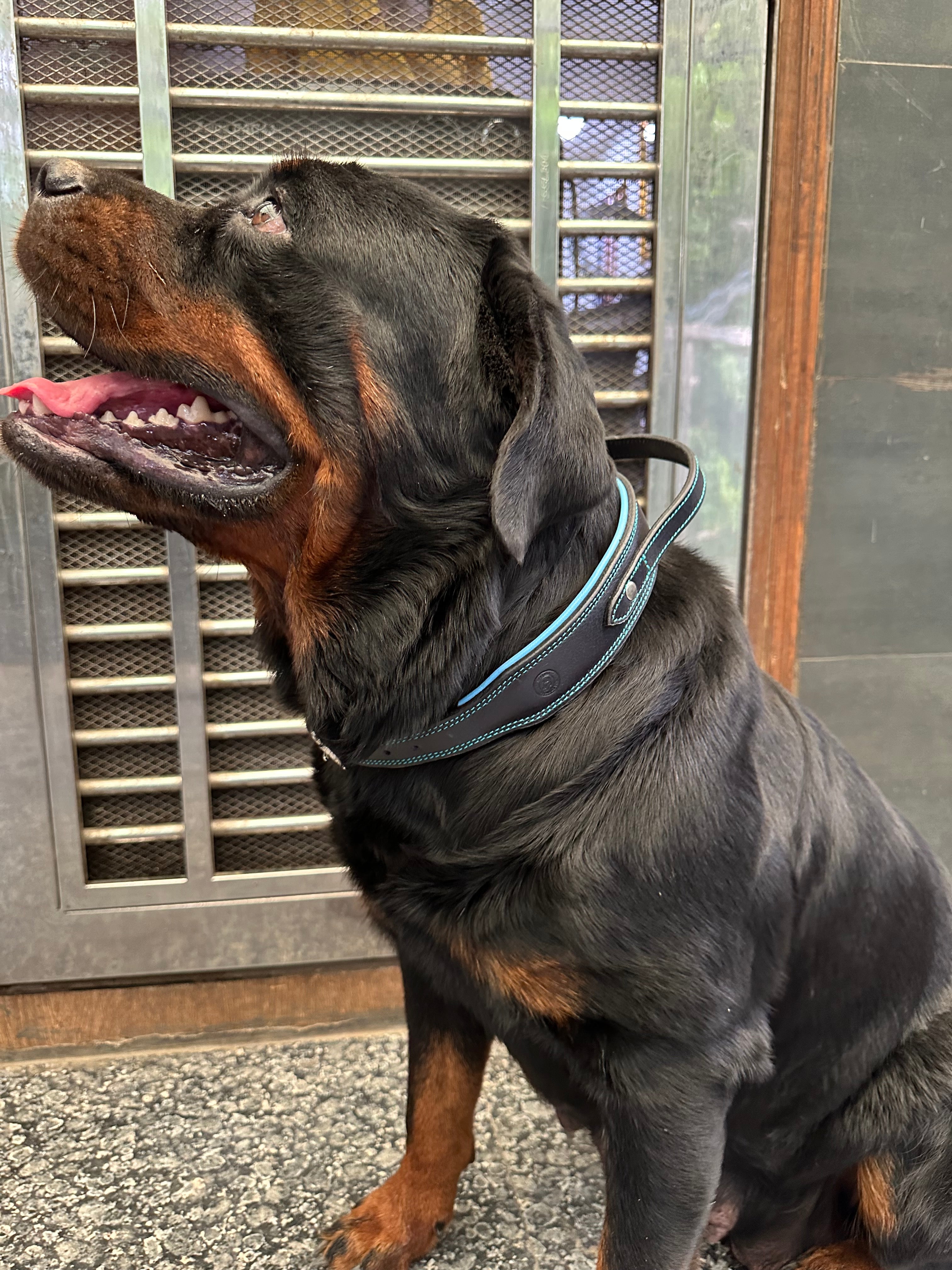The K9 Store 100% Highgrade Leather Bold Dog Neck Collar For Training With Extra Handle - Zoey's Special B&B (Blue & Black Dual Tone)