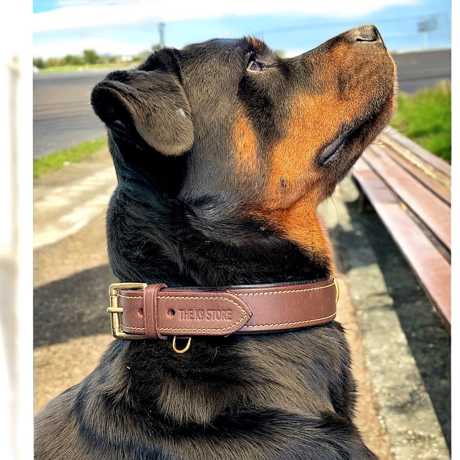 Adjustable leather dog collar in chocolate