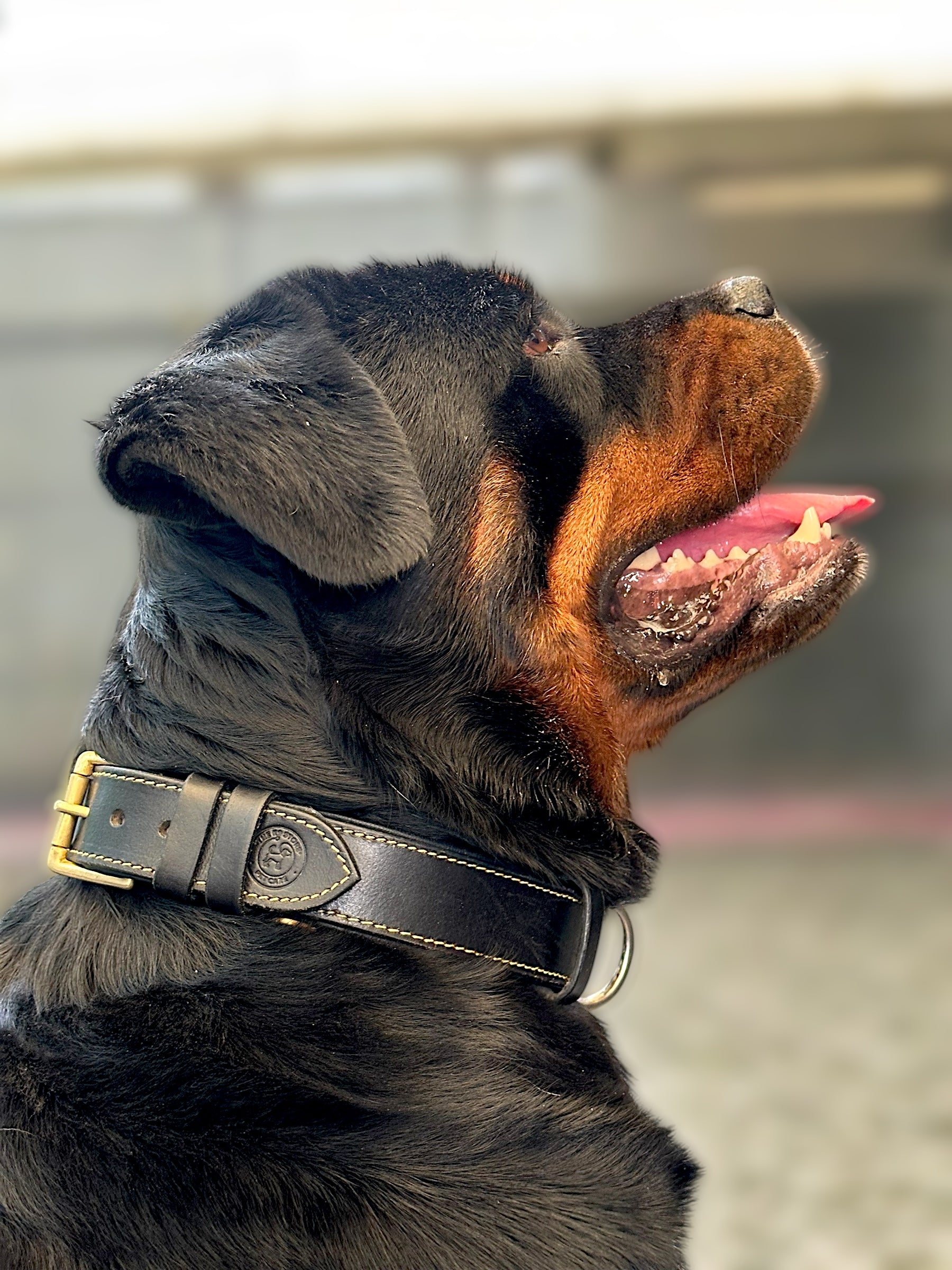 Black leather neck dog collar