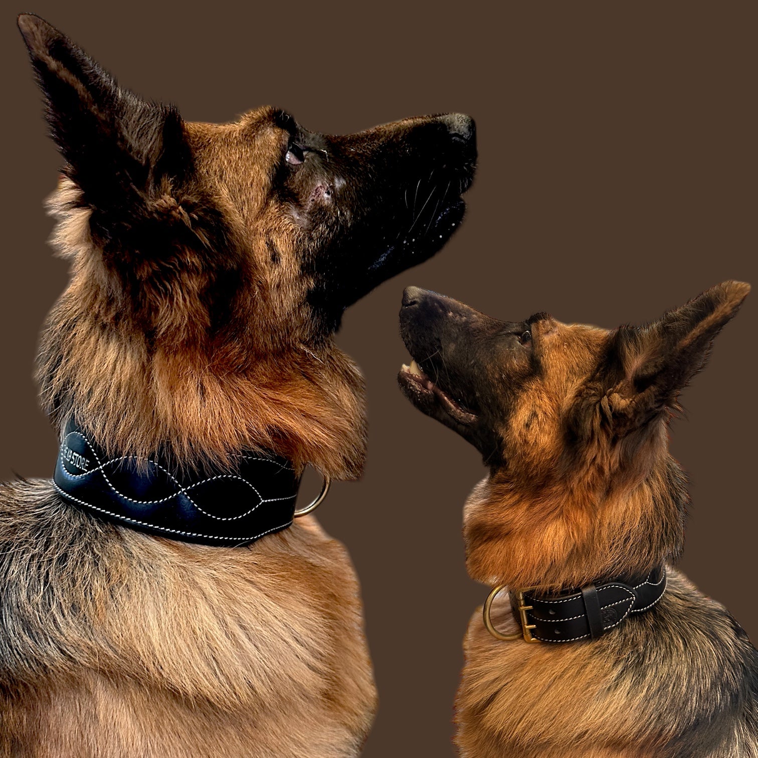 The K9 Store 100% Highgrade Leather Colored Bold & Premium Dog Neck Collar (Black)