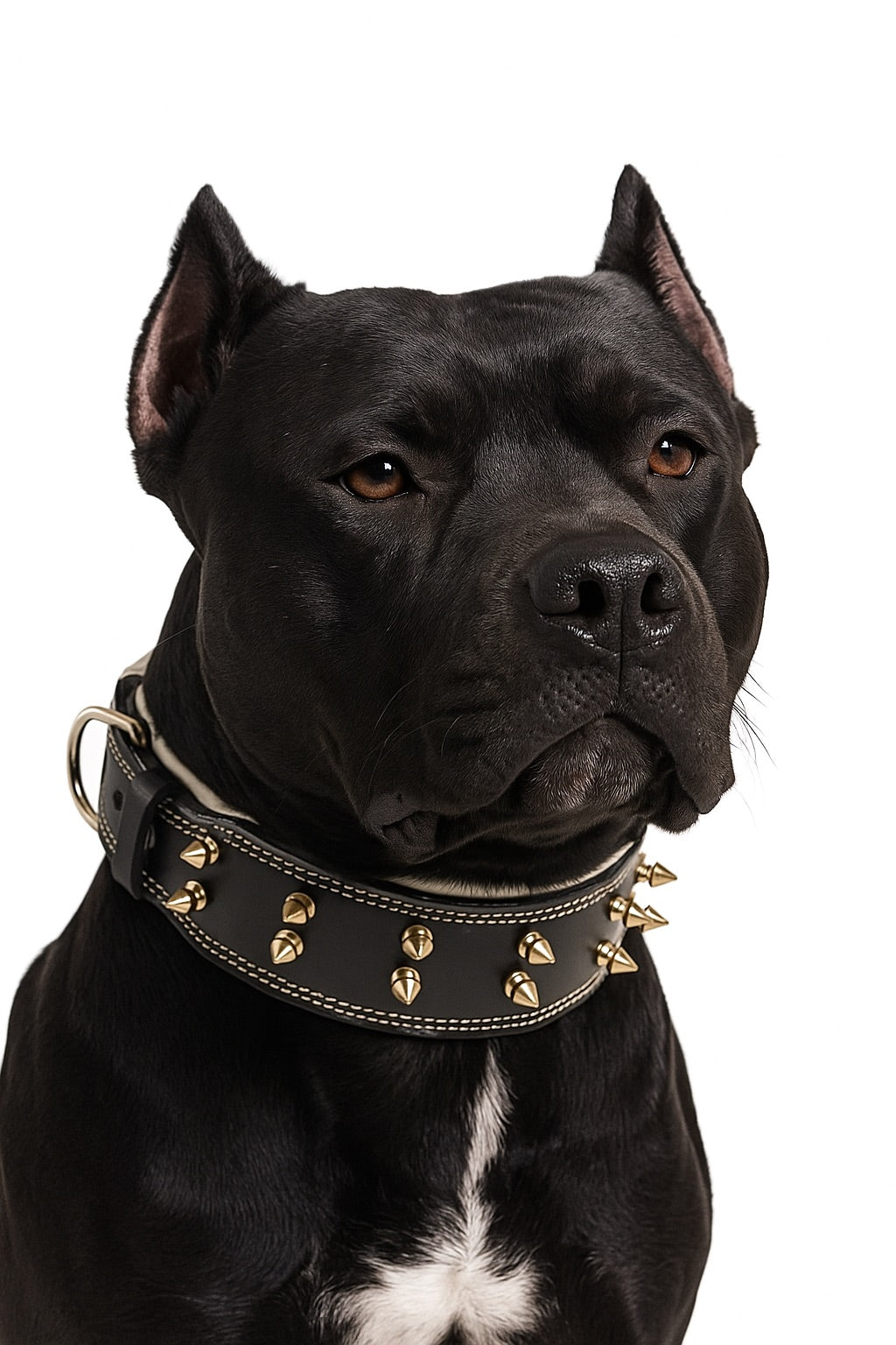 THE K9 STORE Premium Leather Dog Collar with Brass Spikes for Large & XL Dogs | Heavily Padded Cushion | Wide 2.25 Inch Collar for Strong Breeds | Adjustable Neck 18.5–26.5 Inch | Luxury Studded Dog Collar