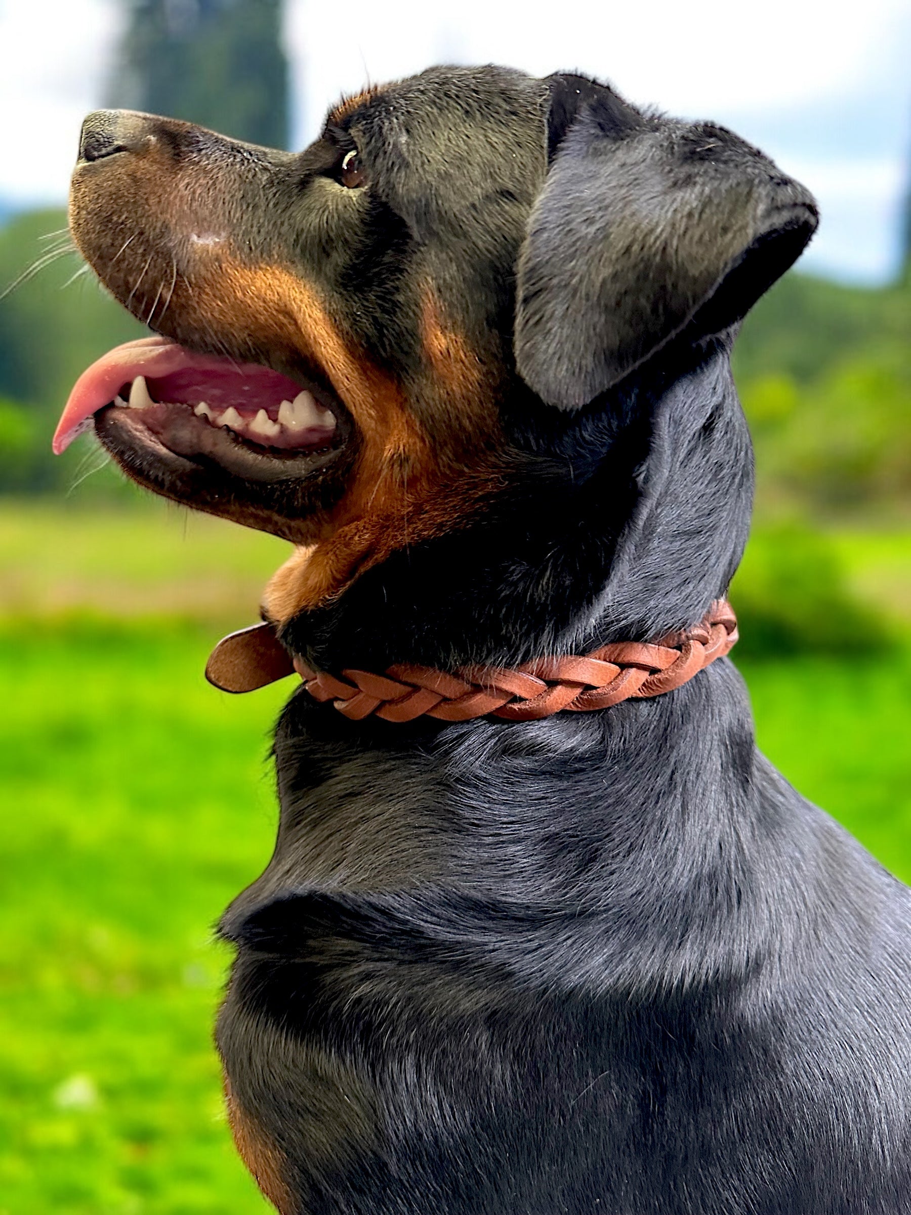 The K9 Store 100% Highgrade Leather Criss Cross Designer Dog Neck Collar (Tan)