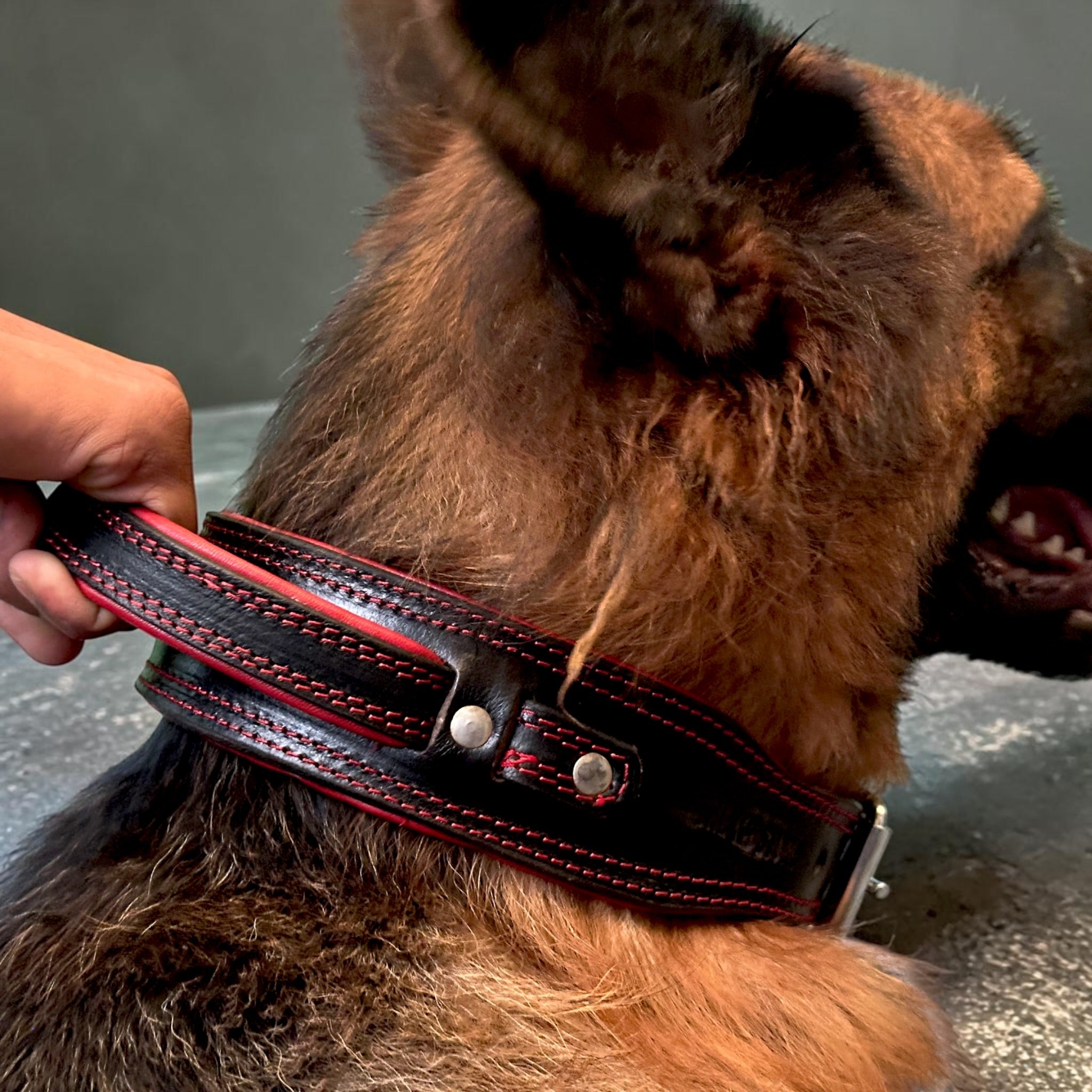 Zoey Special Dual Leather Dog Collar | Padded Red Inner Lining | Extra Handle | Heavy D-Ring | Large Metal Buckle | Large & XL | The K9 Store