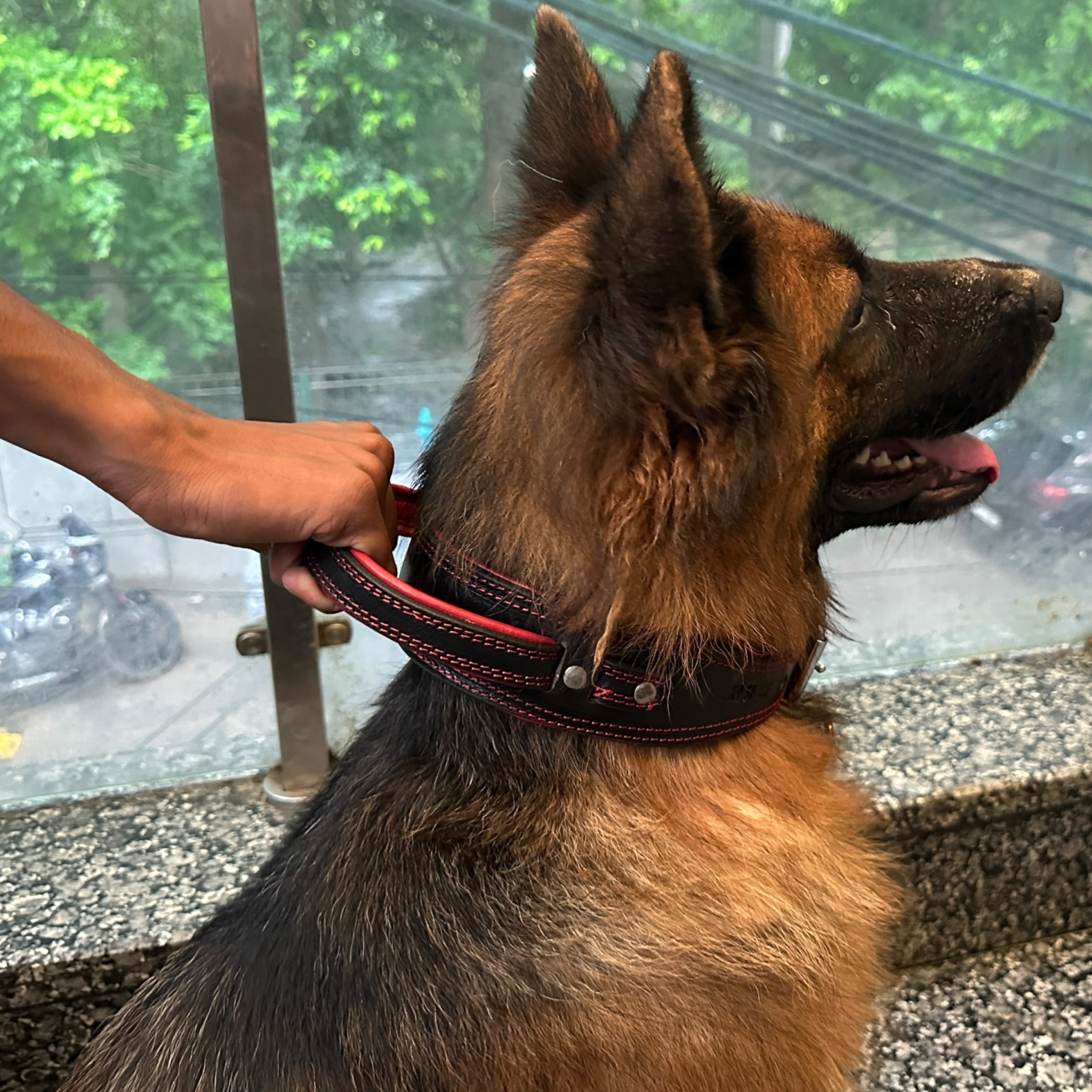 Zoey Special Double Stitch Dual Leather Dog Collar | Extra Thick Padded Red Lining | Reinforced Handle | Double Brass Rivets | Heavy D-Ring | Large & XL | The K9 Store