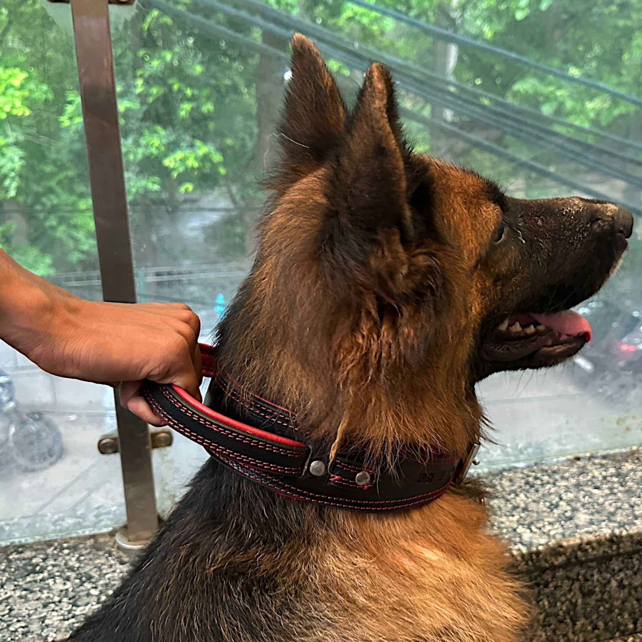 Zoey Special Dual Leather Dog Collar | Padded Red Inner Lining | Extra Handle | Heavy D-Ring | Large Metal Buckle | Large & XL | The K9 Store