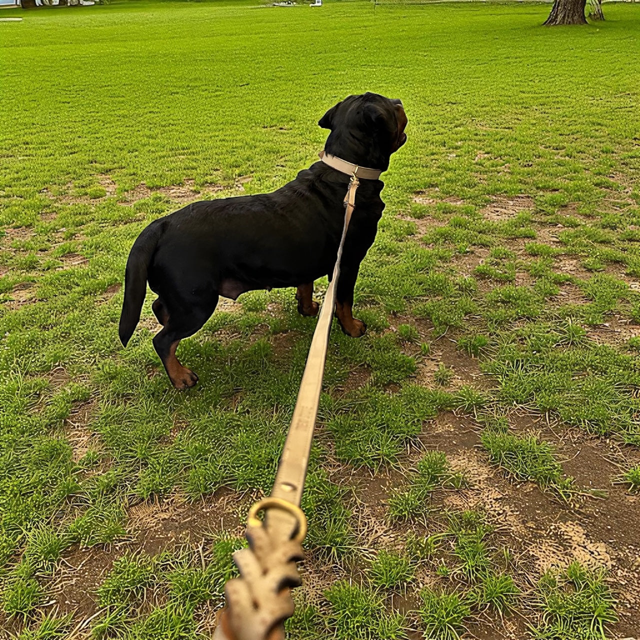 THE K9 STORE – Grey Leather Collar + Matching 6FT Double-Handle Leash (Combo Set)