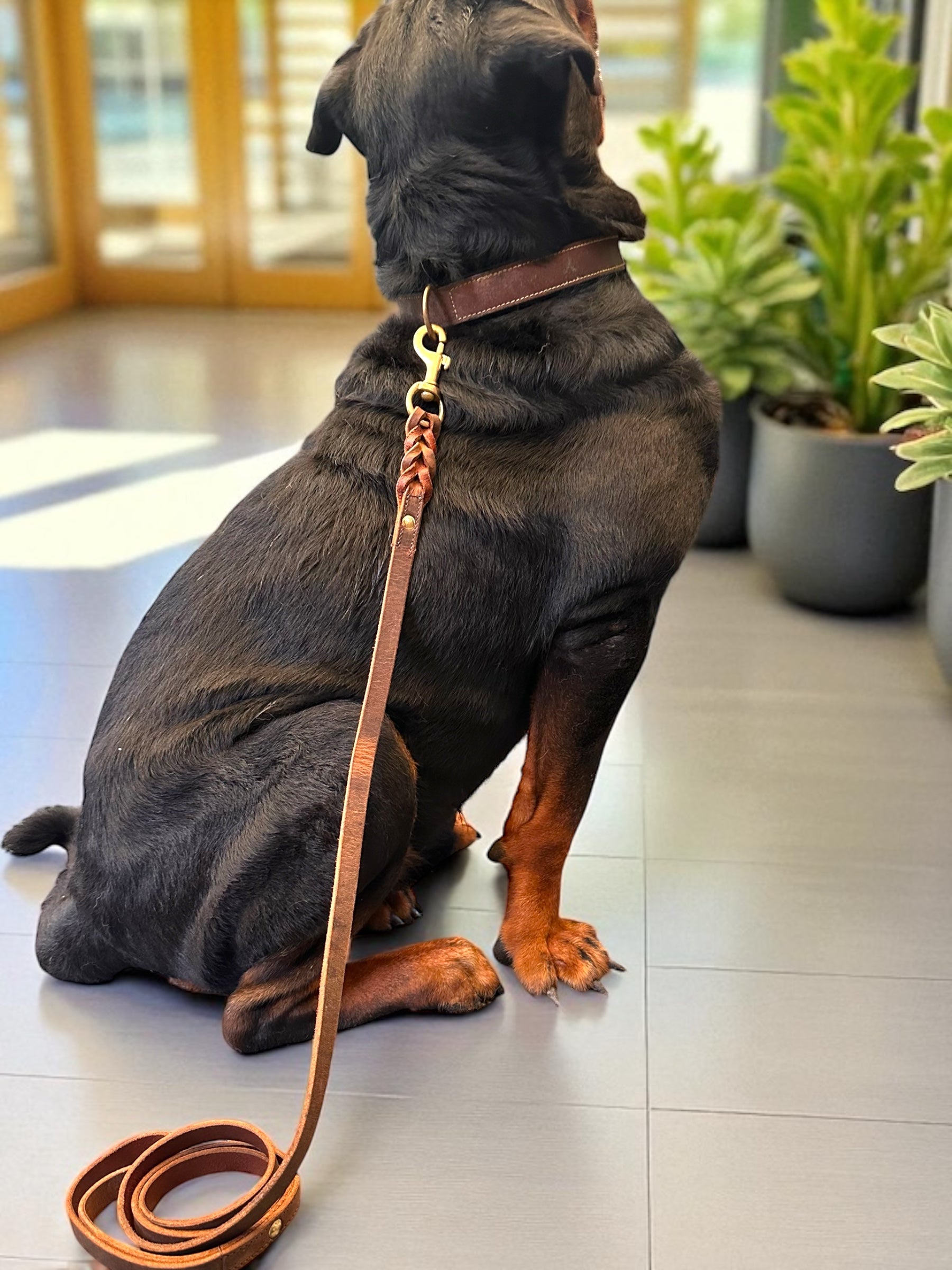 The K9 Store Premium Leather Single Handle Freebie Dog Leash, 5 Feet Long With Brass Hook For All Dog Breeds