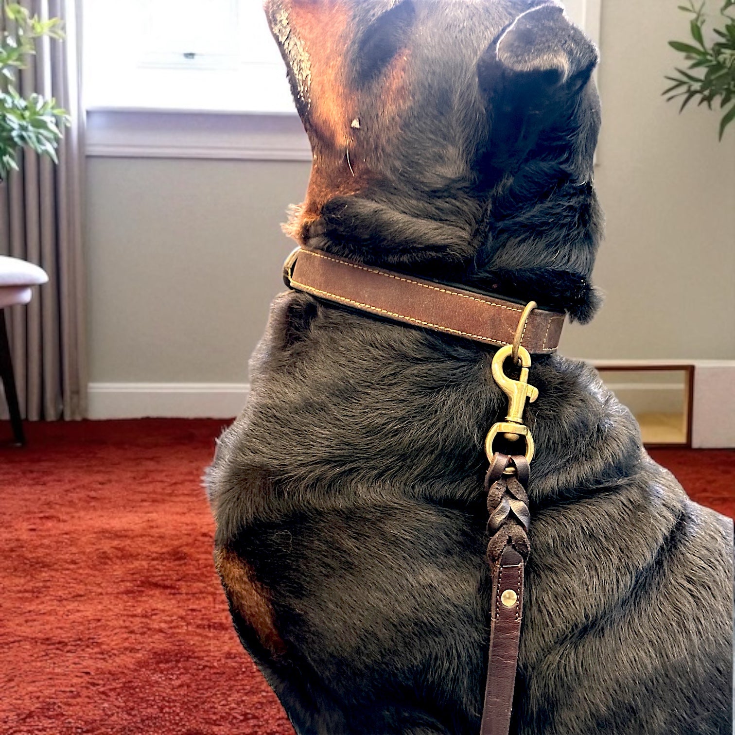 The K9 Store Premium Leather Single Handle Freebie Dog Leash, 5 Feet Long With Brass Hook For All Dog Breeds