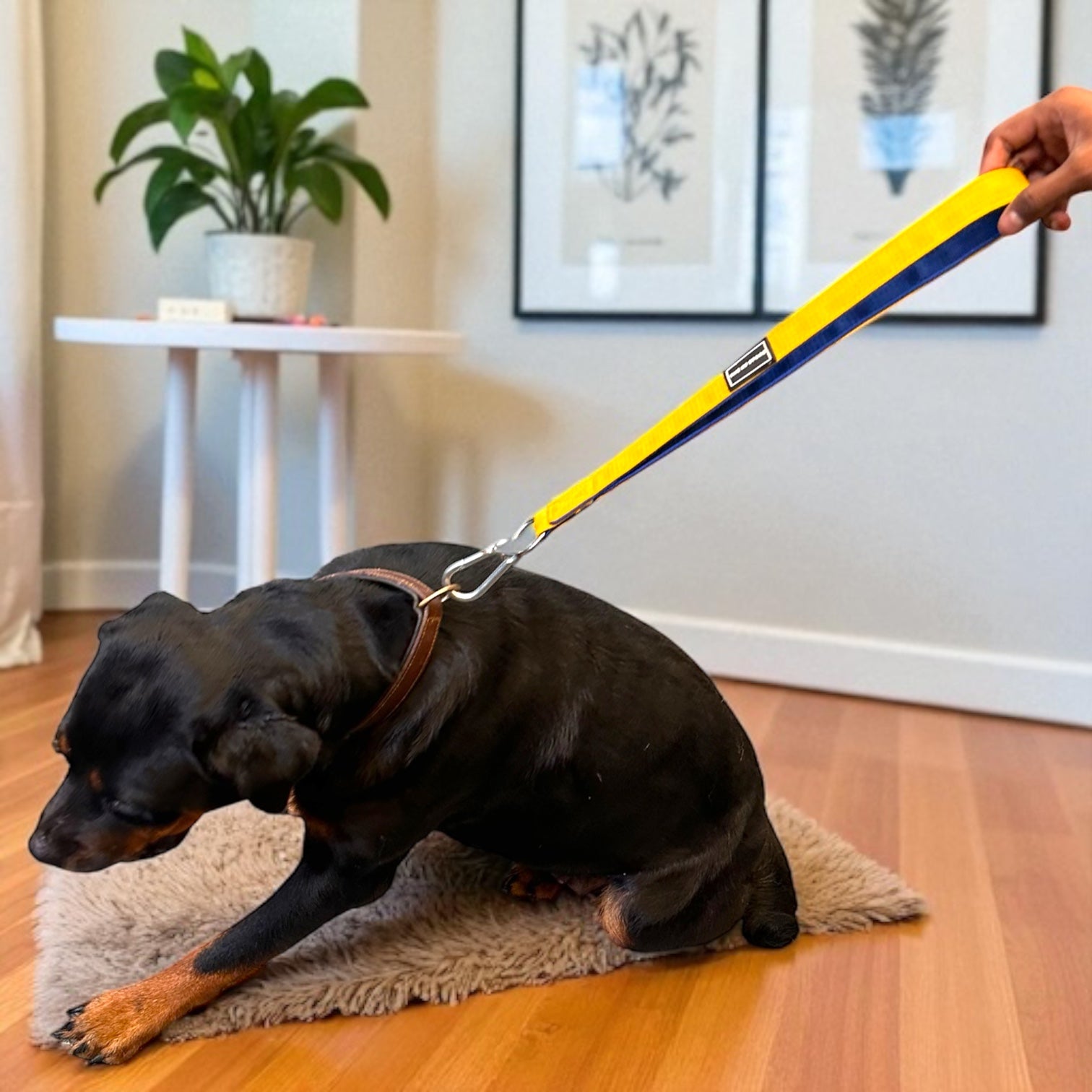 The K9 Store 17-Inch Short Handle Dog Leash – Heavy Duty Nylon Leash with Brass Hooks