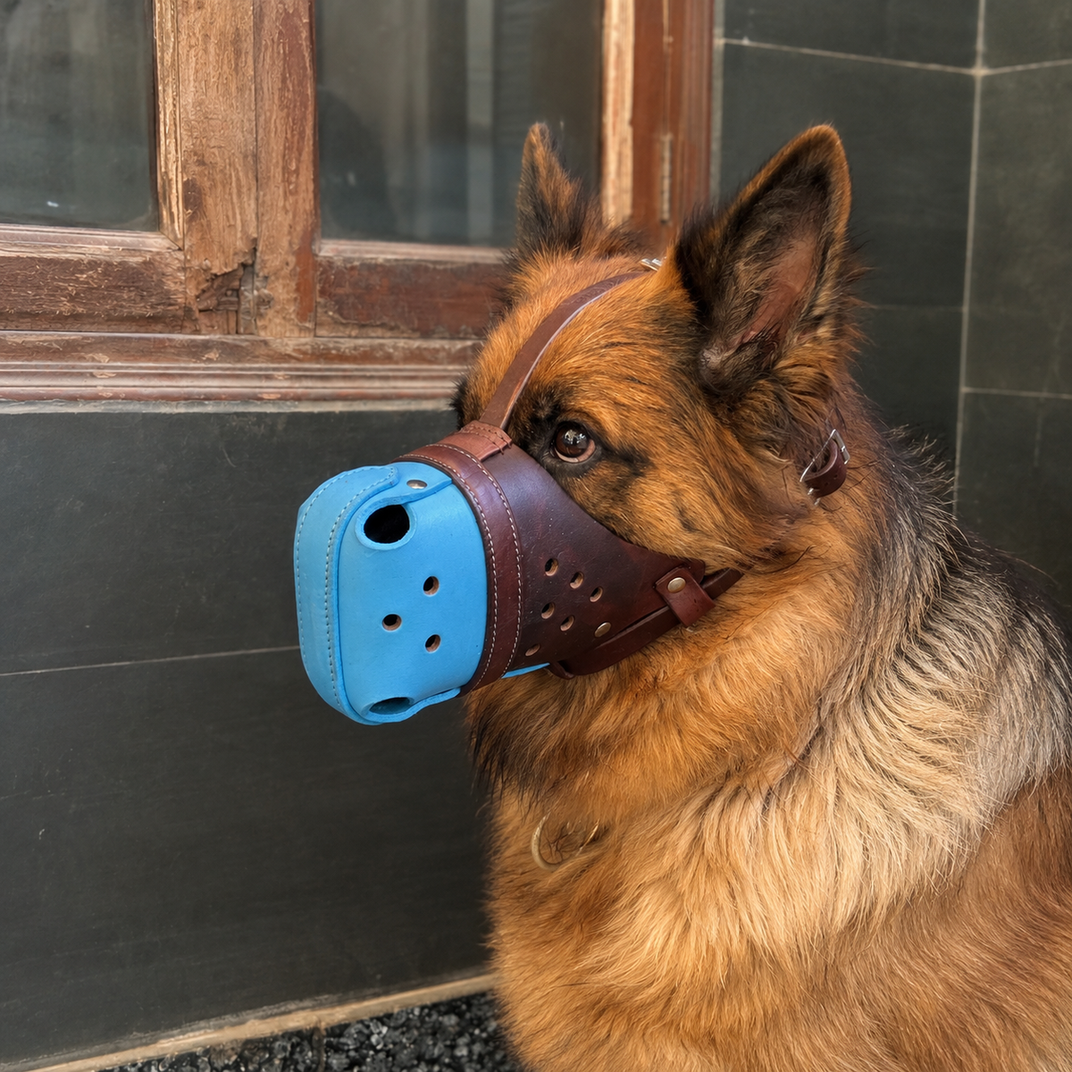 The K9 Store Handcrafted Brown & Sky Blue Dual Leather Dog Muzzle | Full-Grain | Ventilated | Brass Rivets | Adjustable Strap | L & XL | 6 Month Warranty | The K9 Store