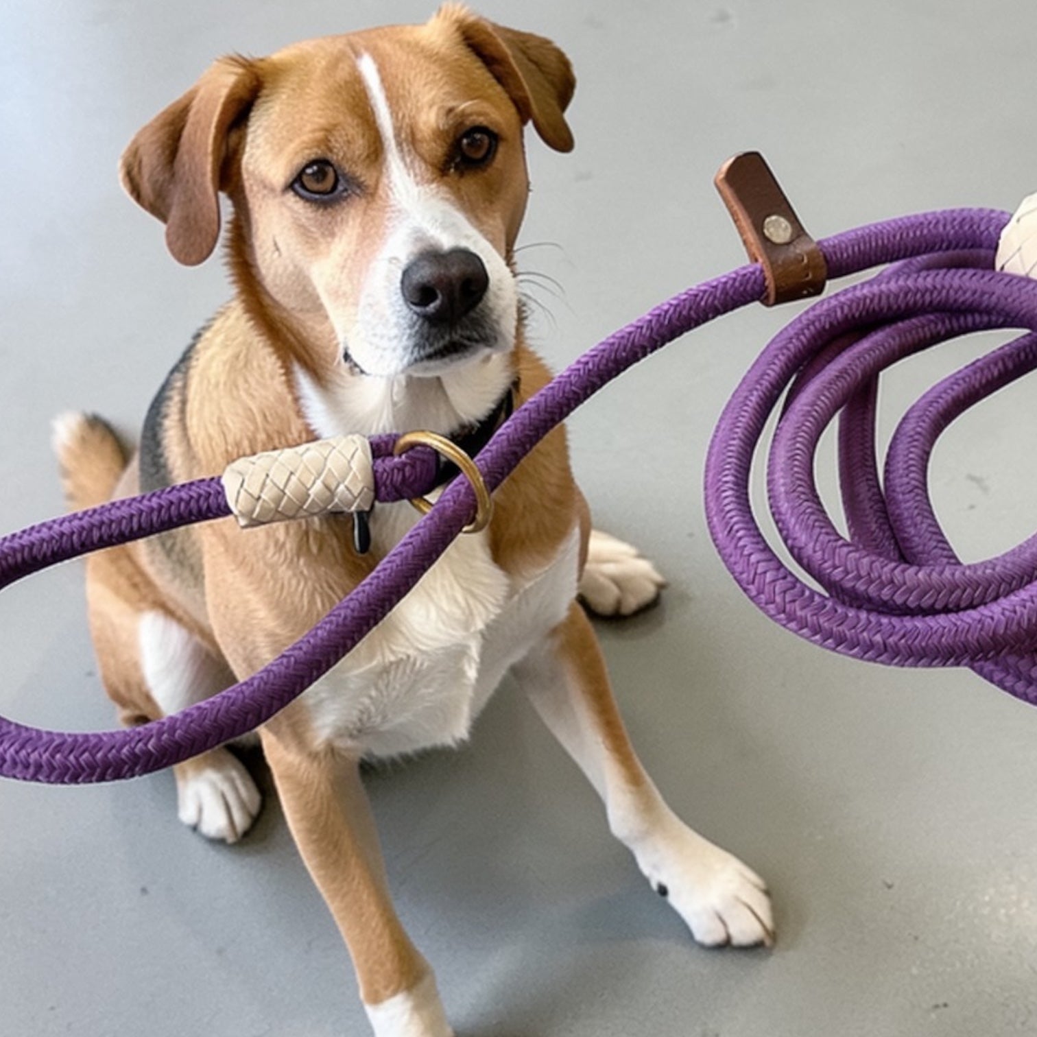 6 Ft Dog Slip Leash for Training – Adjustable Rope Lead with Brass Ring & Dual Stopper | Strong Braided Leash for Dogs (Purple)