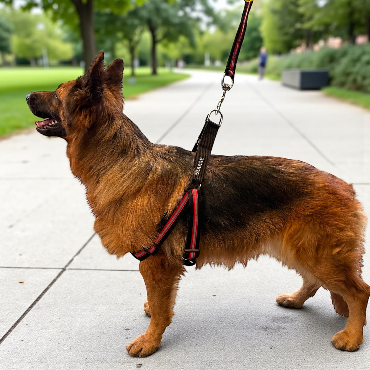Reflective Dog Harness with Leash Combo | No-Pull Padded Dog Chest Harness | Adjustable, Heavy-Duty, Glow-in-Dark Safety Harness for Night Walks