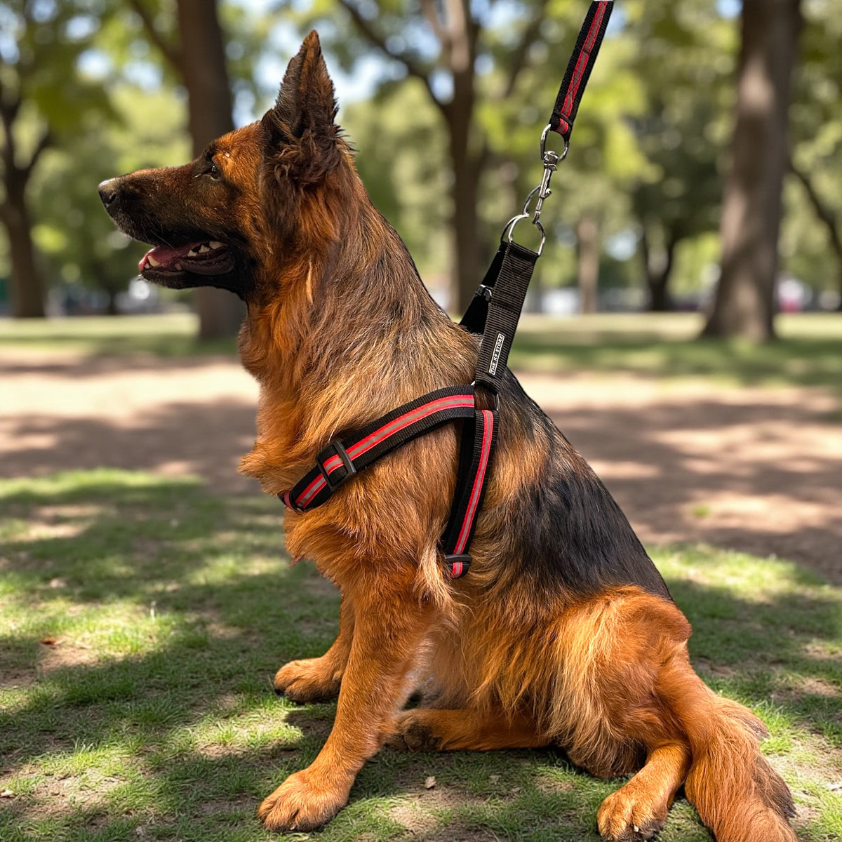Reflective Dog Harness with Leash Combo | No-Pull Padded Dog Chest Harness | Adjustable, Heavy-Duty, Glow-in-Dark Safety Harness for Night Walks