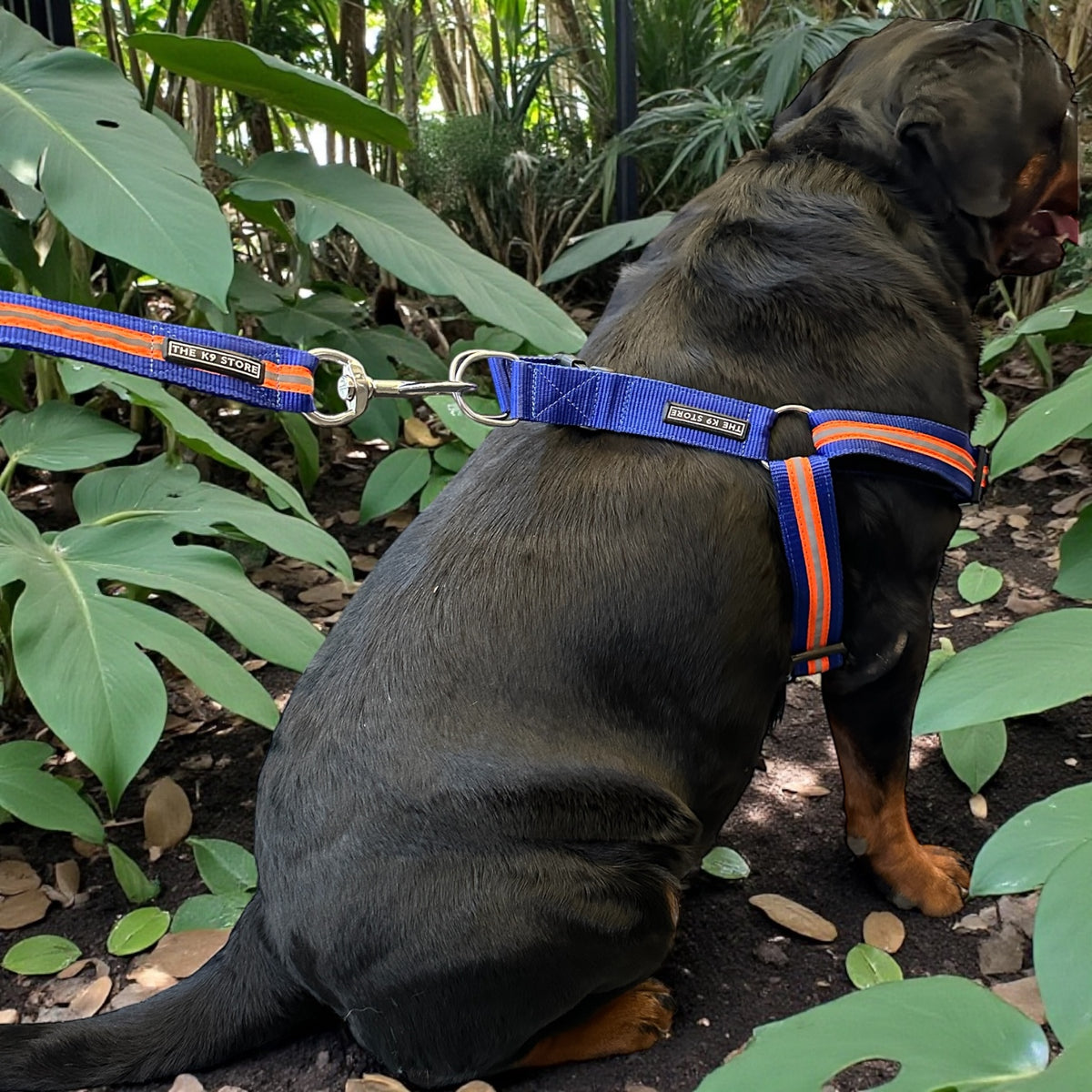 Reflective Dog Harness with Leash Combo | No-Pull Padded Dog Chest Harness | Adjustable, Heavy-Duty, Glow-in-Dark Safety Harness for Night Walks