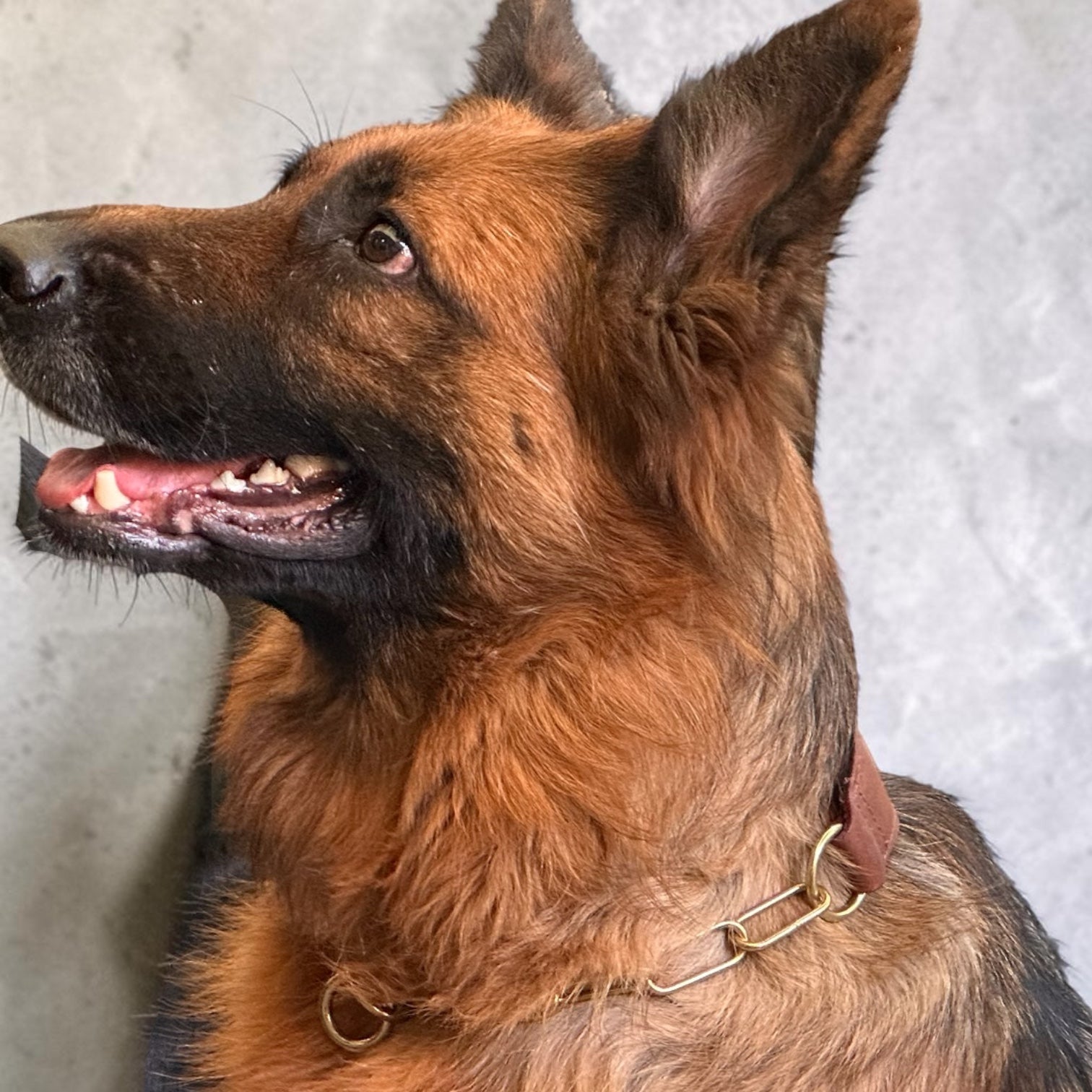 Premium Leather Dog Show Collar with Brass Chain Adjustable Training Collar Double Padded Comfortable Heavy Duty Pet Collar for Small Medium Large Dogs