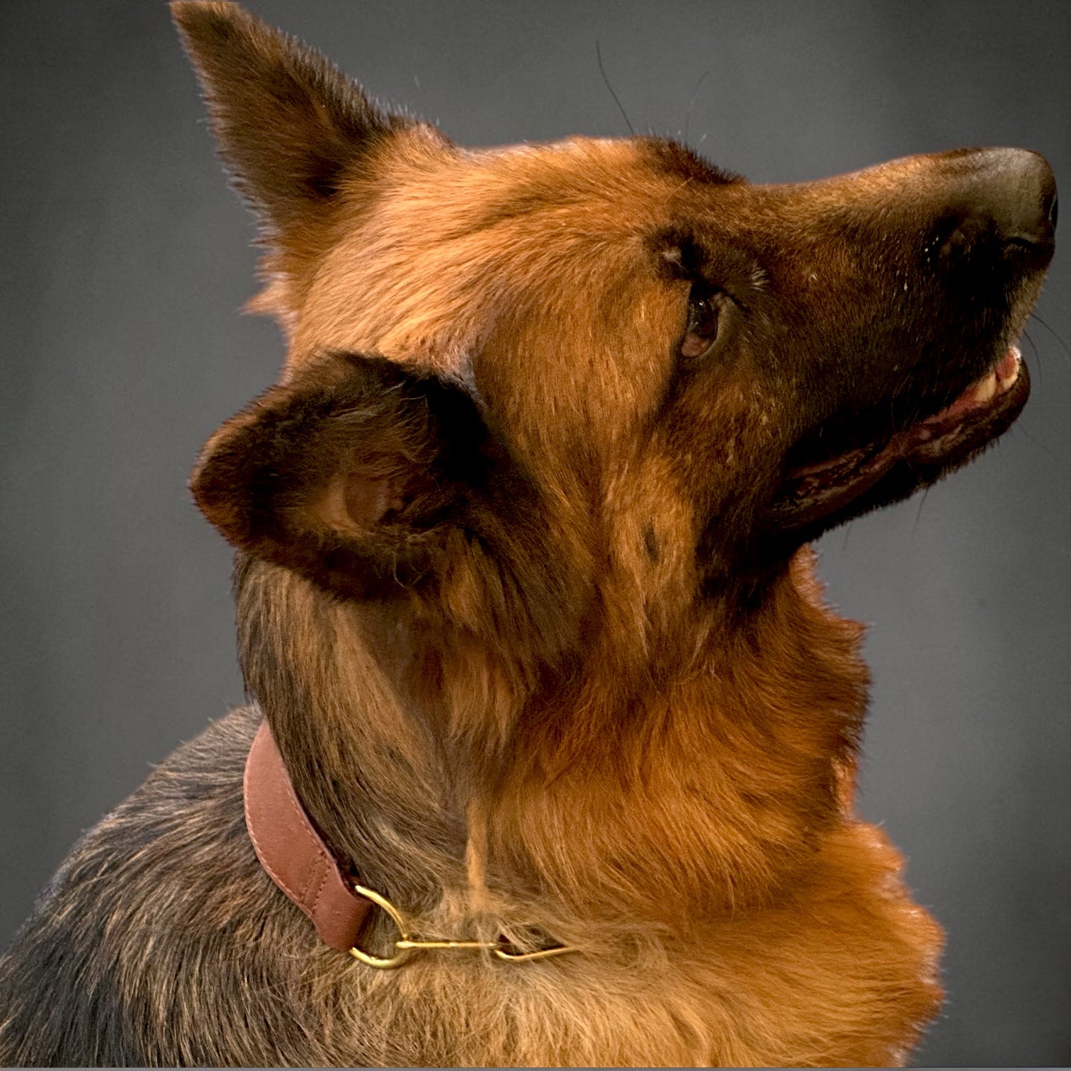 Premium Leather Dog Show Collar with Brass Chain Adjustable Training Collar Double Padded Comfortable Heavy Duty Pet Collar for Small Medium Large Dogs