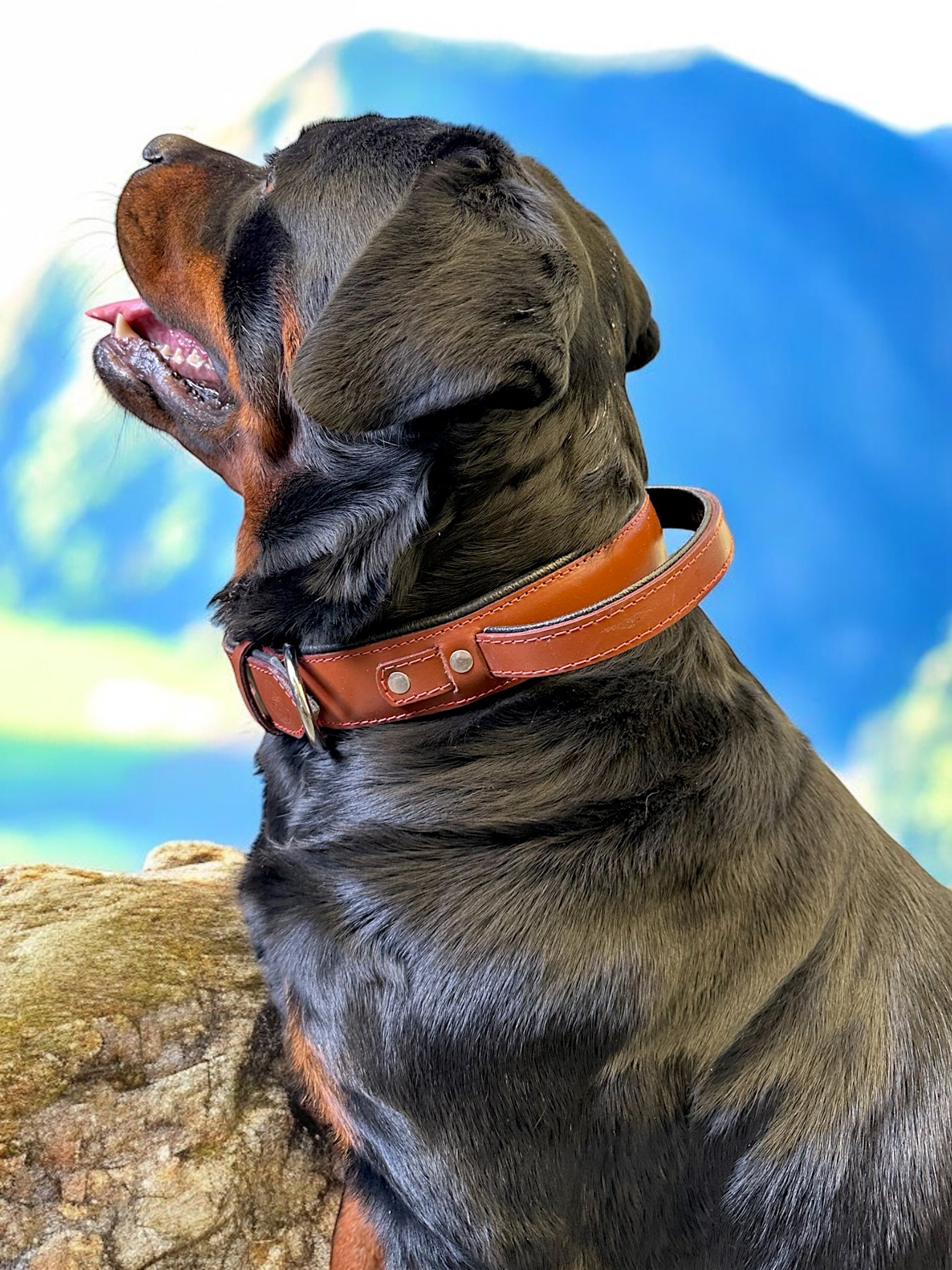 The K9 Store 100% Highgrade Leather Bold Dog Neck Collar For Training With Extra Handle - Zoey's Special (Chocolate)