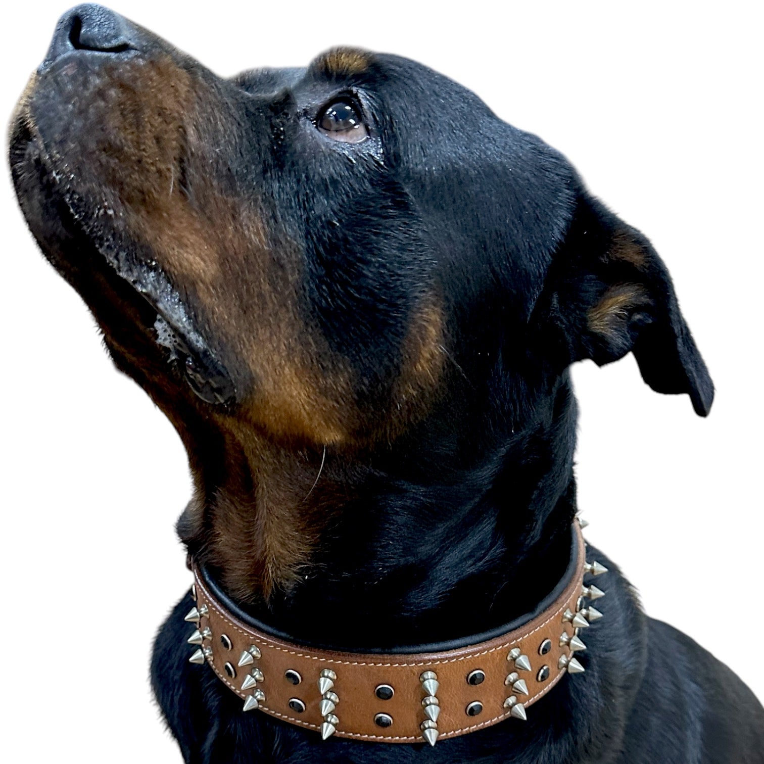 The K9 Store 100% Highgrade Leather Spiked & Studded Designer Dog Neck Collar (Brown) (Bubzee Special)