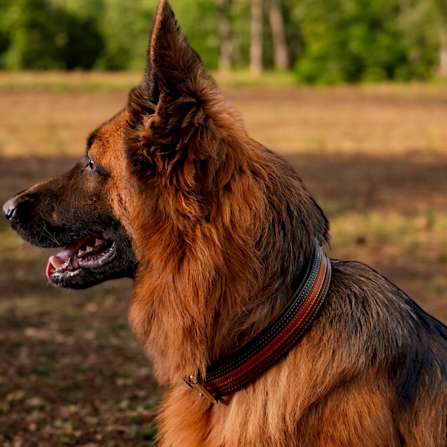 The K9 Store Leather Dog Collar with Leather Leash in Combo Tan & Brown for All Breeds -  Large, Medium, and Giant Breeds in Combo Offer ( Leash with Large & XL Collar )