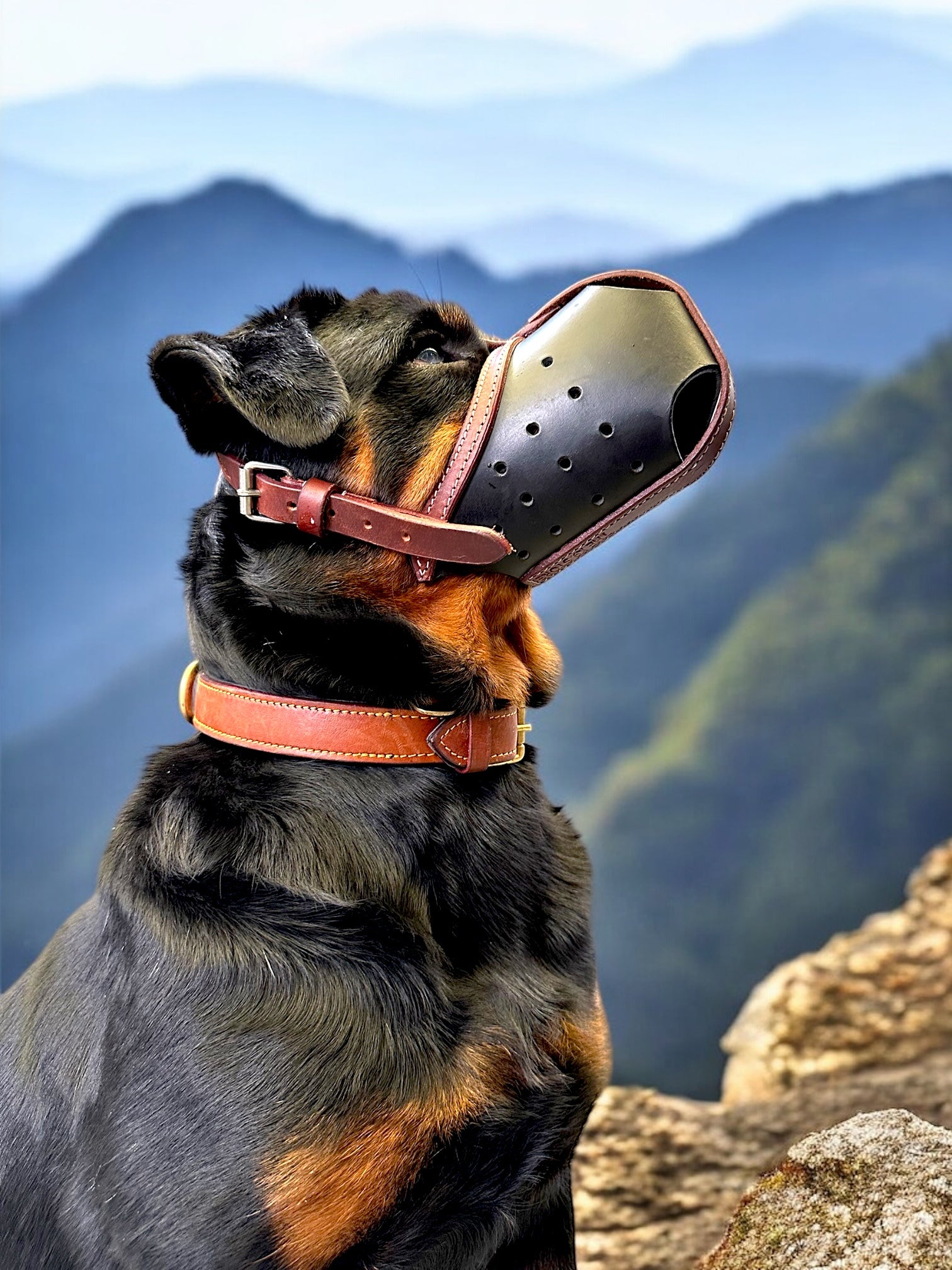 The K9 Store Premium Leather Dog Muzzle, Handstitched Mask for Gaint, Large & Medium Dog Breeds in Black/Tan Color