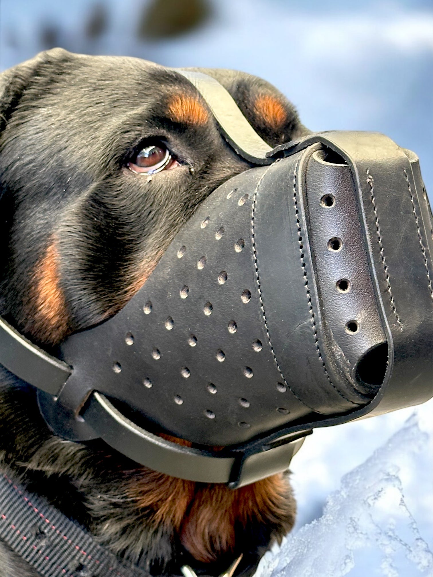 K9 Store Premium Black Leather Dog Muzzle/Mask- Heavy Duty, Breathable, Handcrafted & Adjustable for Large Breeds