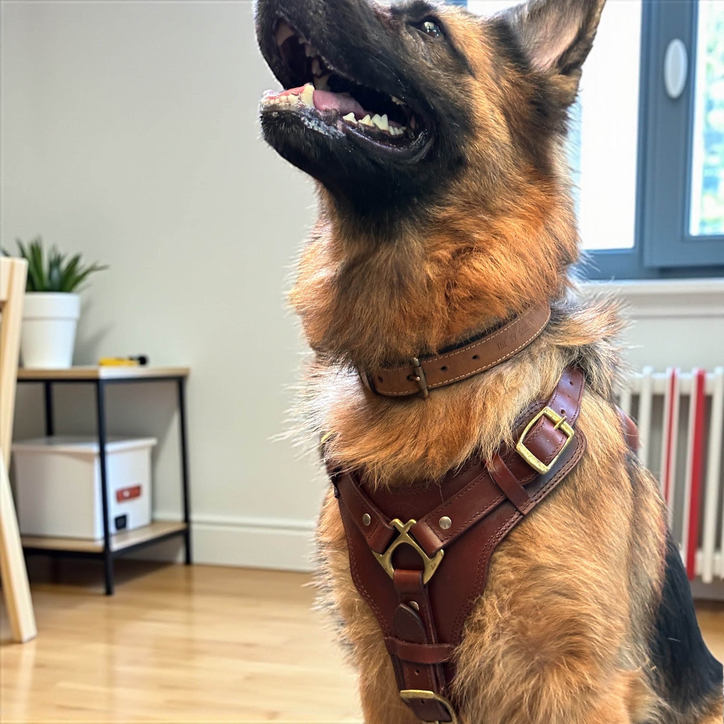 The K9 Store Premium Dog Harness Made In Vegetable Tanned Leather – Handcrafted, Soft Padded, and Durable With Brass Hardware