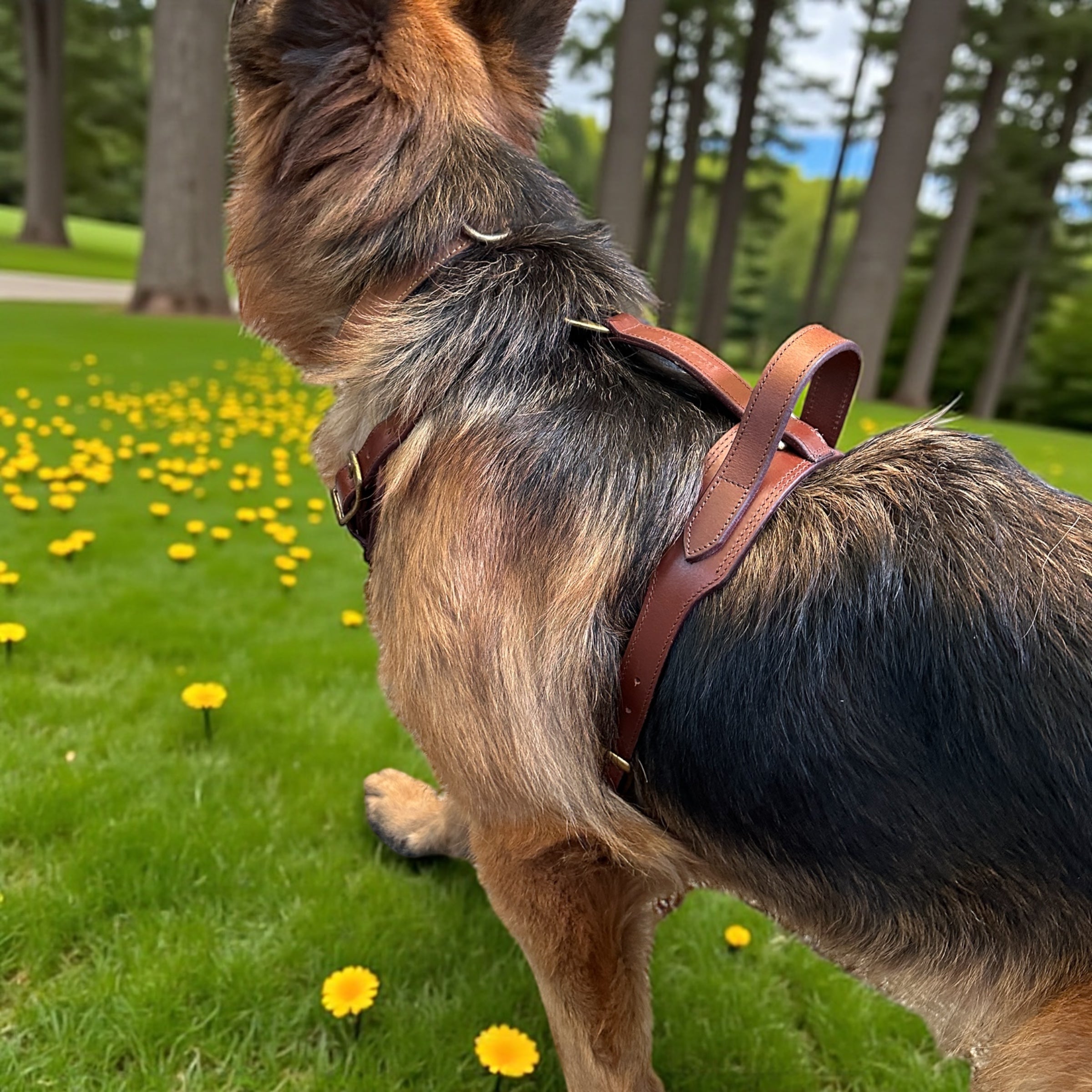 The K9 Store Premium Dog Harness Made In Vegetable Tanned Leather – Handcrafted, Soft Padded, and Durable With Brass Hardware