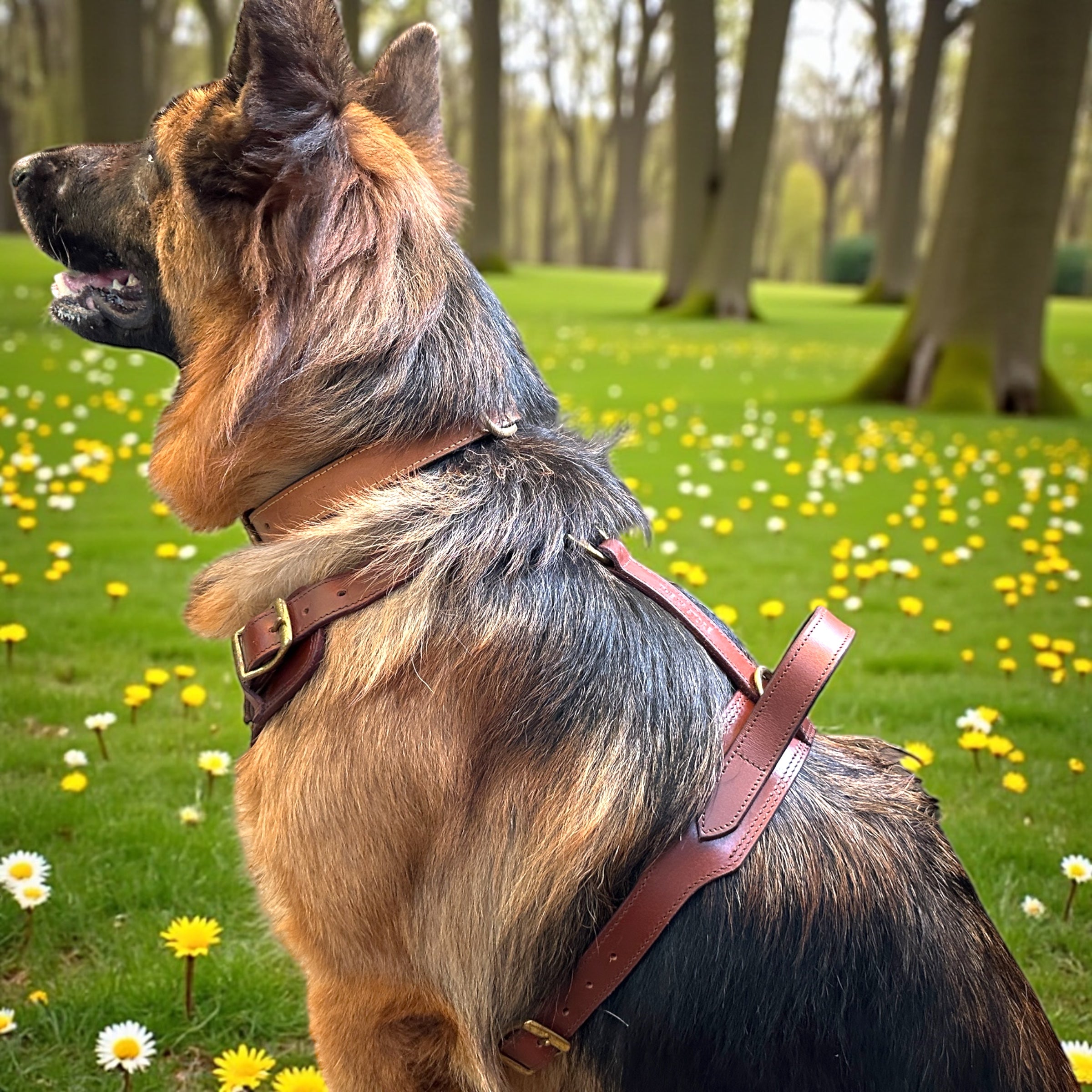 The K9 Store Premium Dog Harness Made In Vegetable Tanned Leather – Handcrafted, Soft Padded, and Durable With Brass Hardware