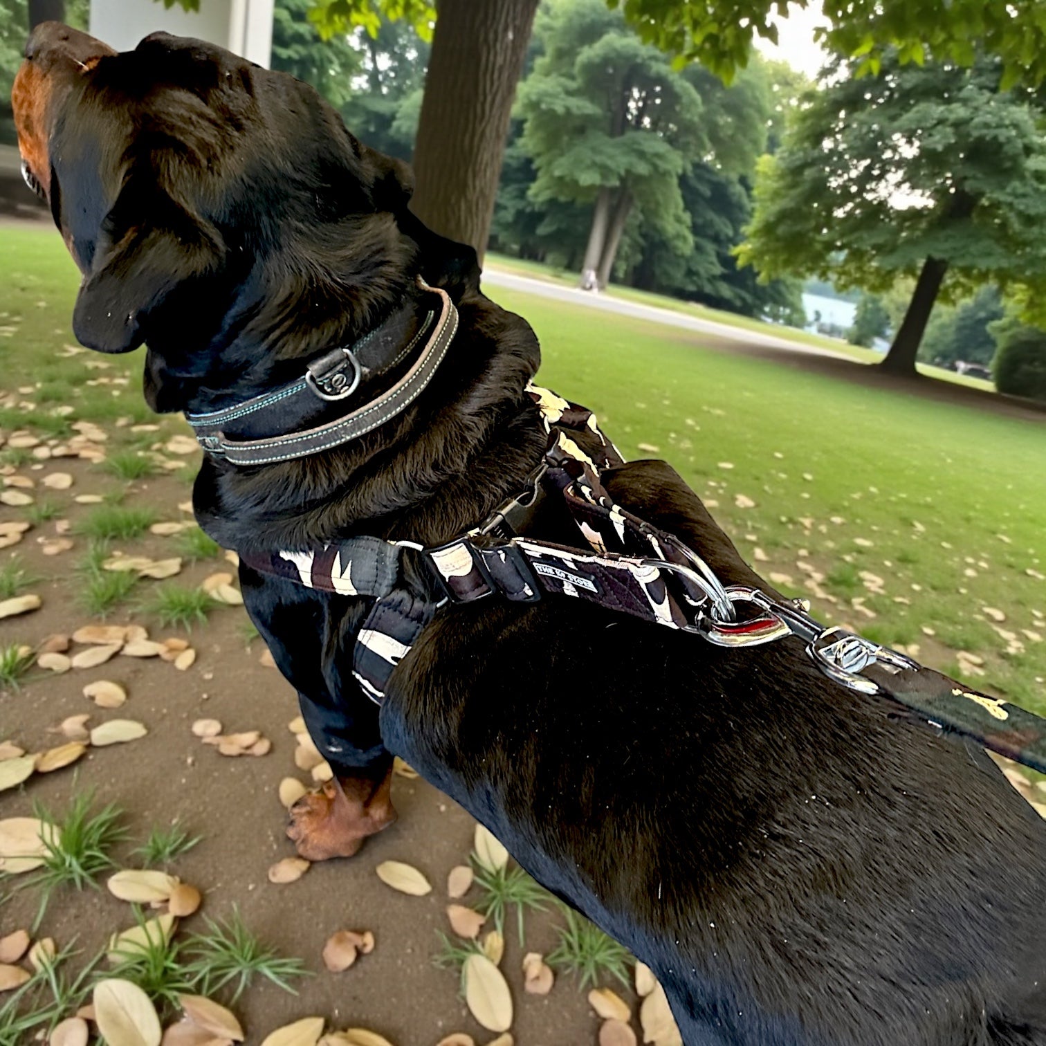 The K9 Store Camo Dog Harness & Leash Set (No-Pull, Heavy Duty) – Small / Medium / Large / XL