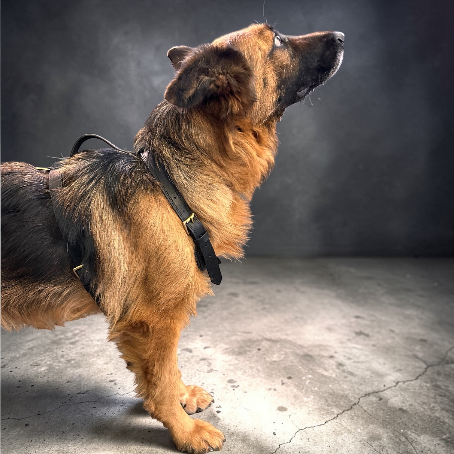 Premium Genuine Leather Dog Harness for Dogs – Adjustable Padded Leather Harness with Solid Brass Hardware