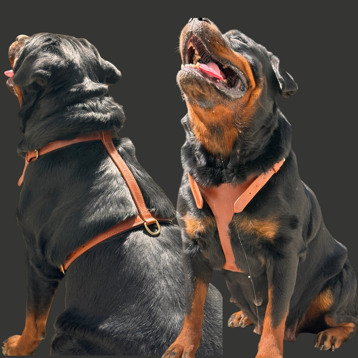THE K9 STORE Tan Leather Dog Harness – Adjustable Premium Harness for Dogs