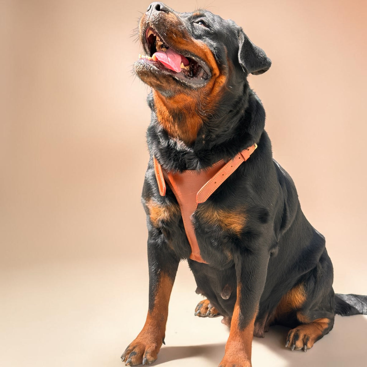 THE K9 STORE Tan Leather Dog Harness – Adjustable Premium Harness for Dogs