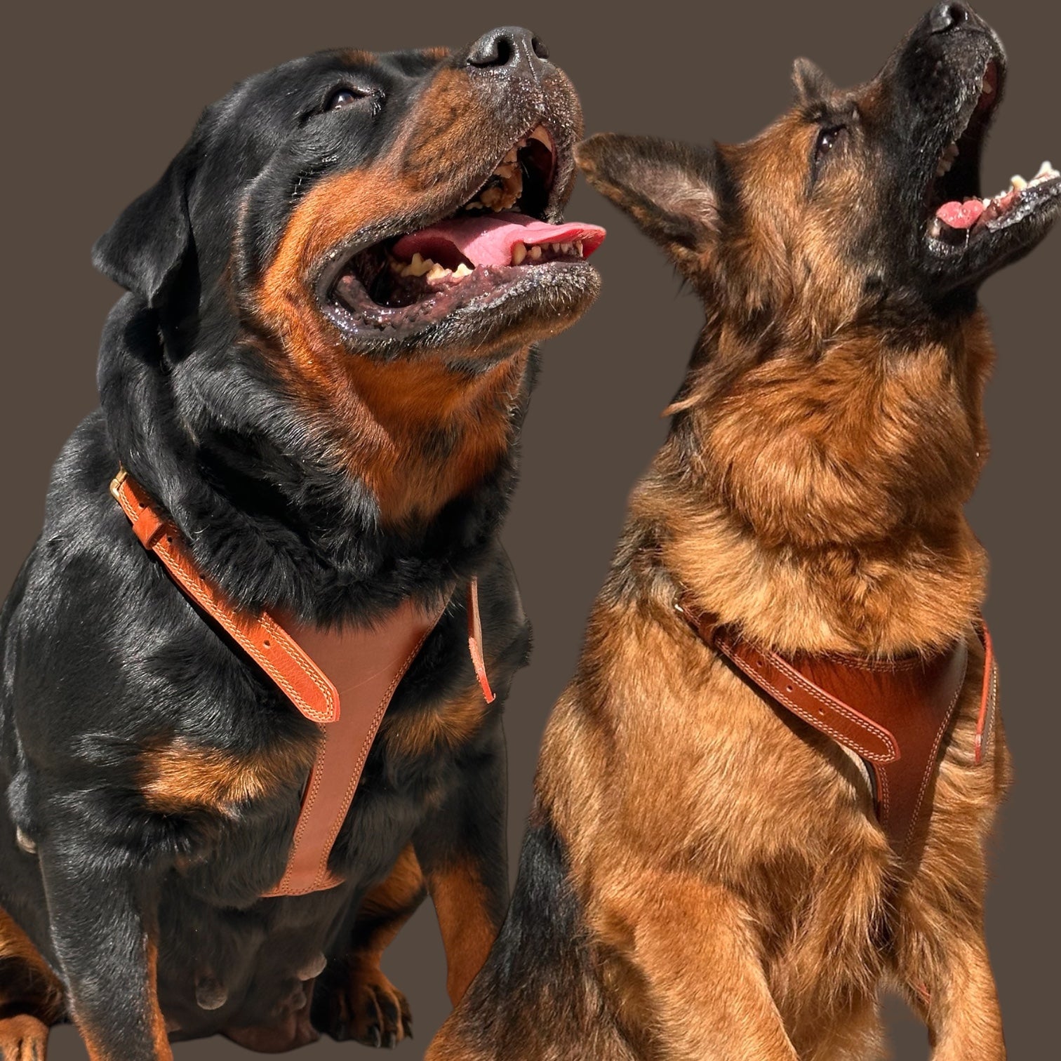 THE K9 STORE Tan Leather Dog Harness – Adjustable Premium Harness for Dogs