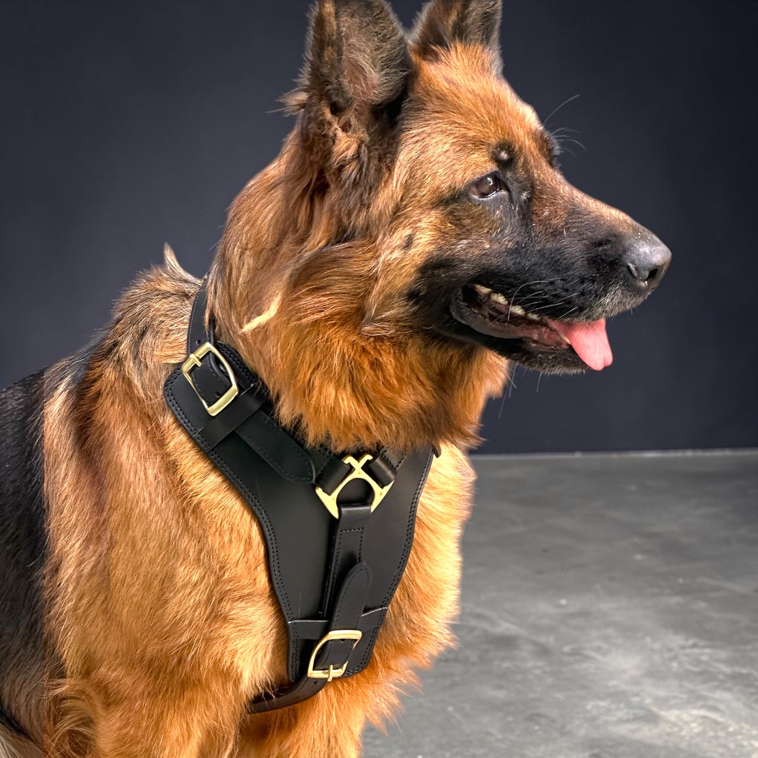 The K9 Store Black Pure Leather Dog Harness with Brass Hardware – Adjustable Padded Dog Chest Harness for Walks, Training & Strong Control
