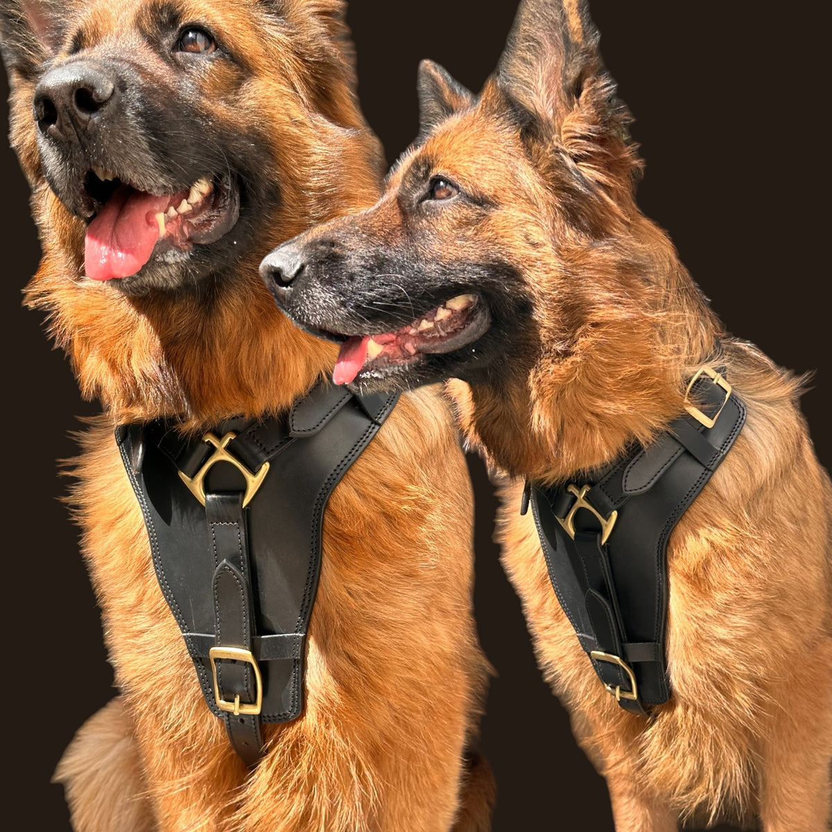 The K9 Store Black Pure Leather Dog Harness with Brass Hardware – Adjustable Padded Dog Chest Harness for Walks, Training & Strong Control