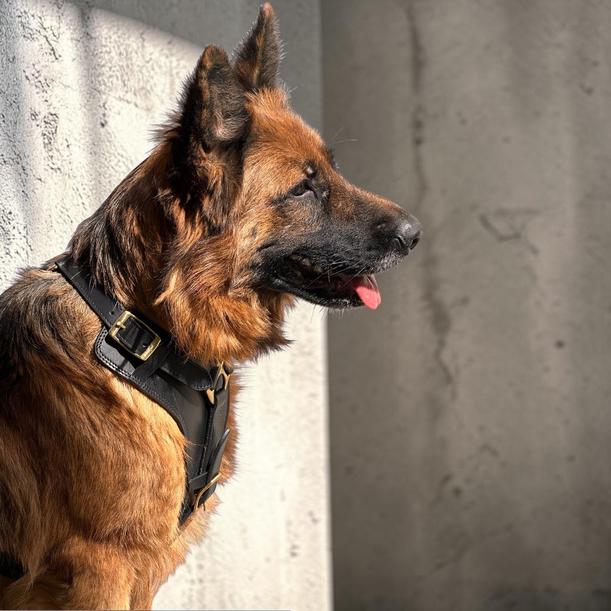 The K9 Store Black Pure Leather Dog Harness with Brass Hardware – Adjustable Padded Dog Chest Harness for Walks, Training & Strong Control