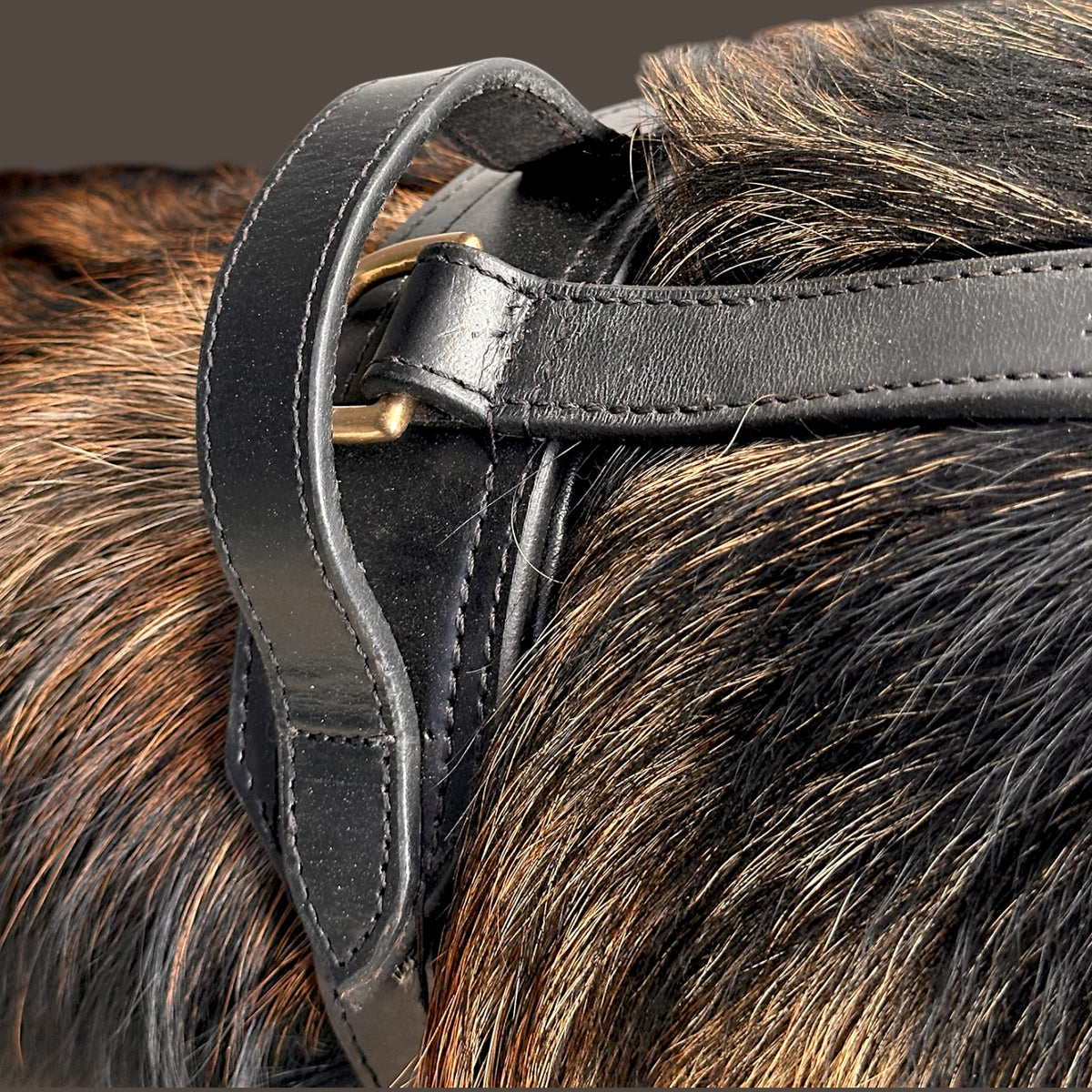 The K9 Store Black Pure Leather Dog Harness with Brass Hardware – Adjustable Padded Dog Chest Harness for Walks, Training & Strong Control