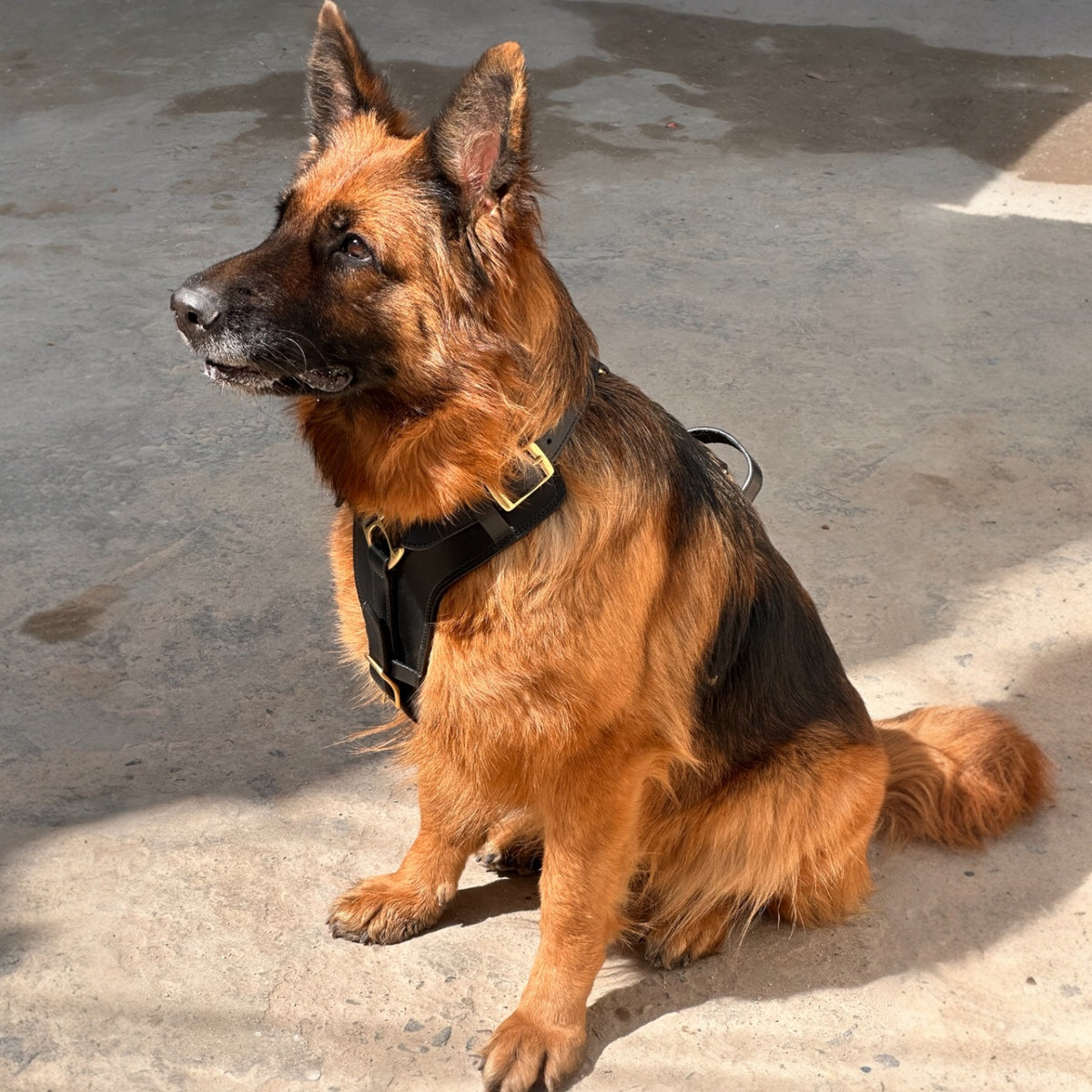 The K9 Store Black Pure Leather Dog Harness with Brass Hardware – Adjustable Padded Dog Chest Harness for Walks, Training & Strong Control