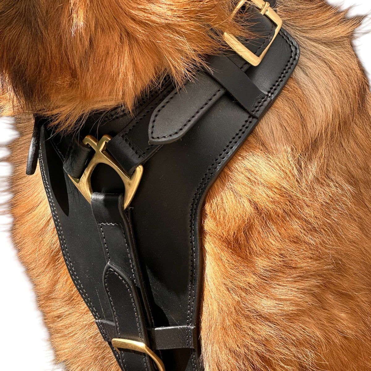 The K9 Store Black Pure Leather Dog Harness with Brass Hardware – Adjustable Padded Dog Chest Harness for Walks, Training & Strong Control