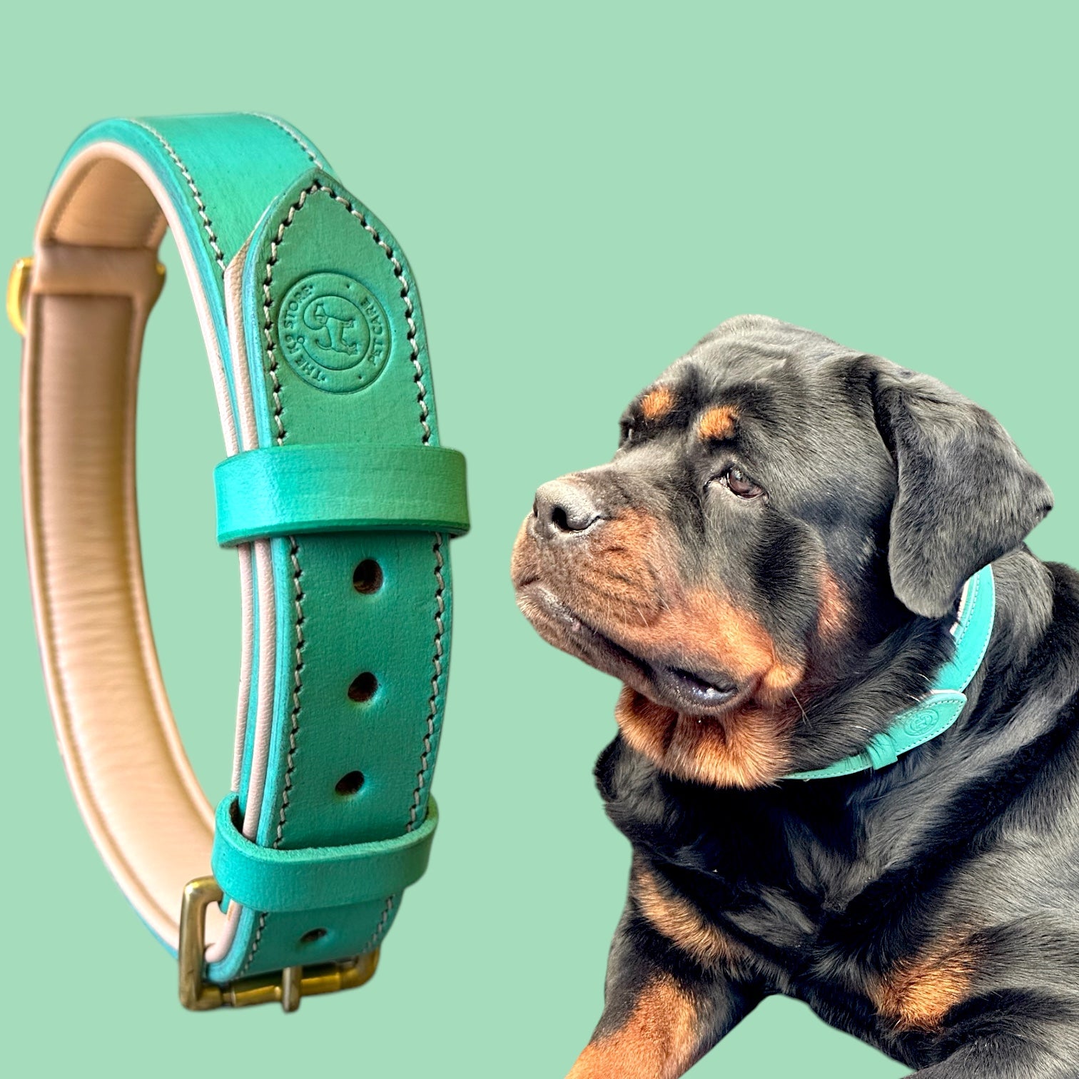 The K9 Store 100% Highgrade Leather Colored Basic Dog Neck Collar (Green/Mint)