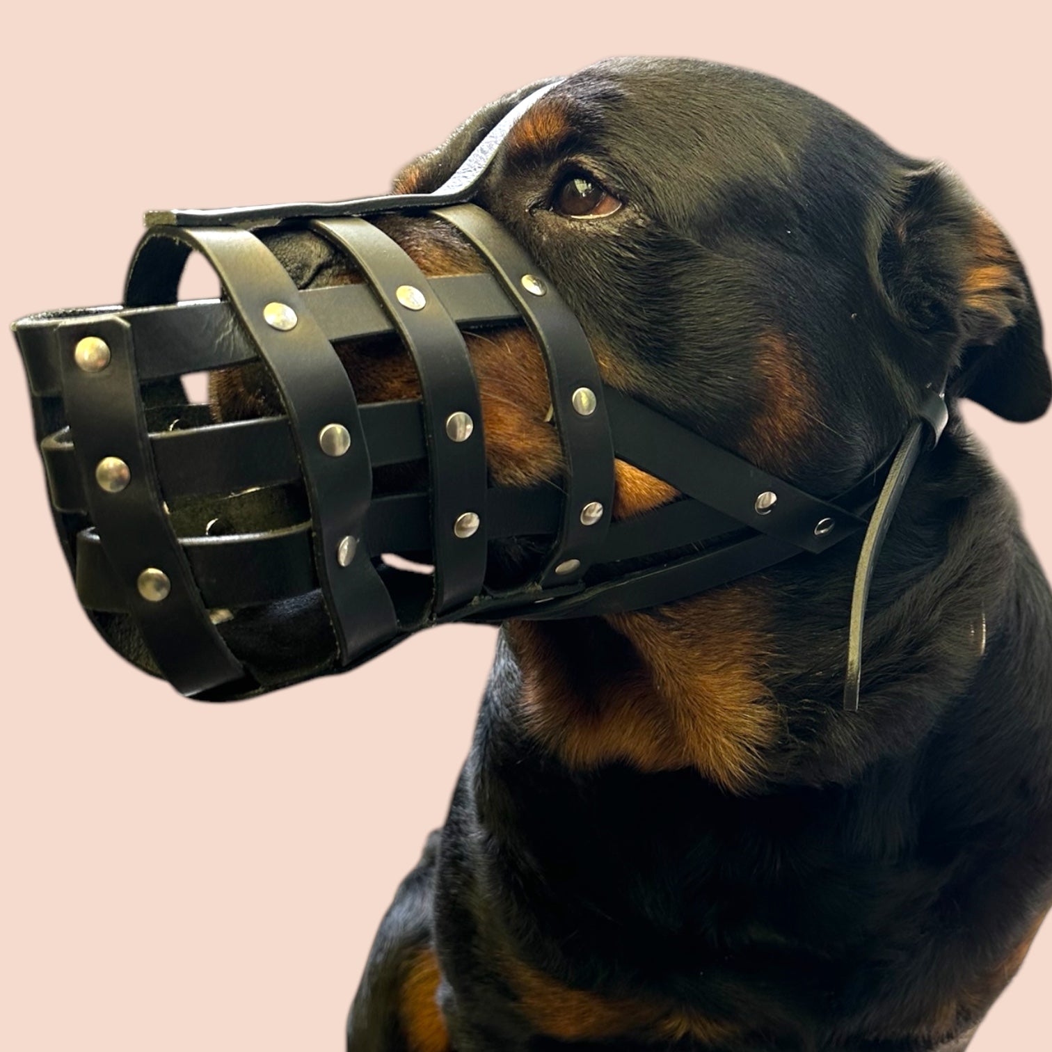 The K9 Store Caged & Studded Leather Dog Muzzle – Highly Breathable, Handcrafted for Large To X Large Breeds, Secure & Ventilated Anti-Bite Design