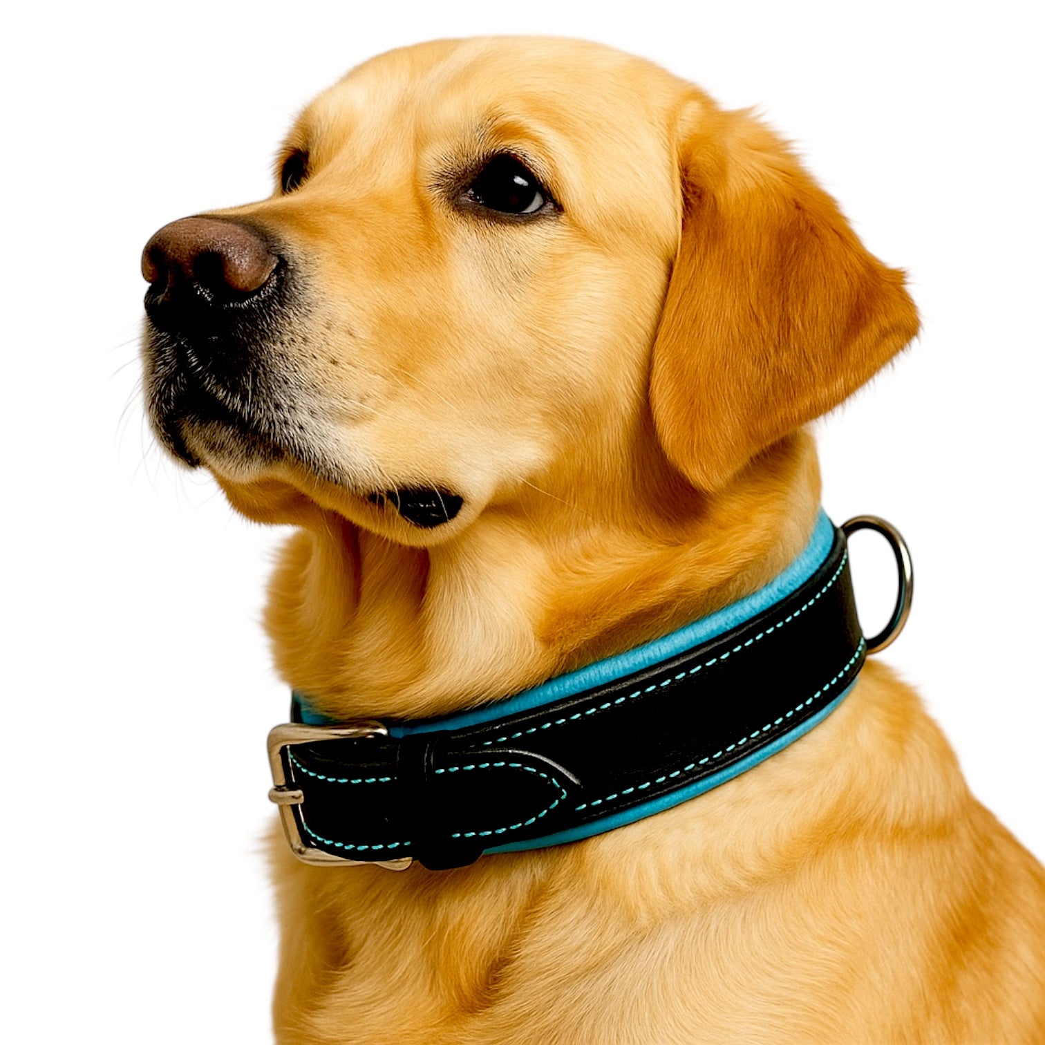 The K9 Store 100% Highgrade Leather Bold Dog Neck Collar For Training With Extra Handle - Zoey's Special B&B (Blue & Black Dual Tone)