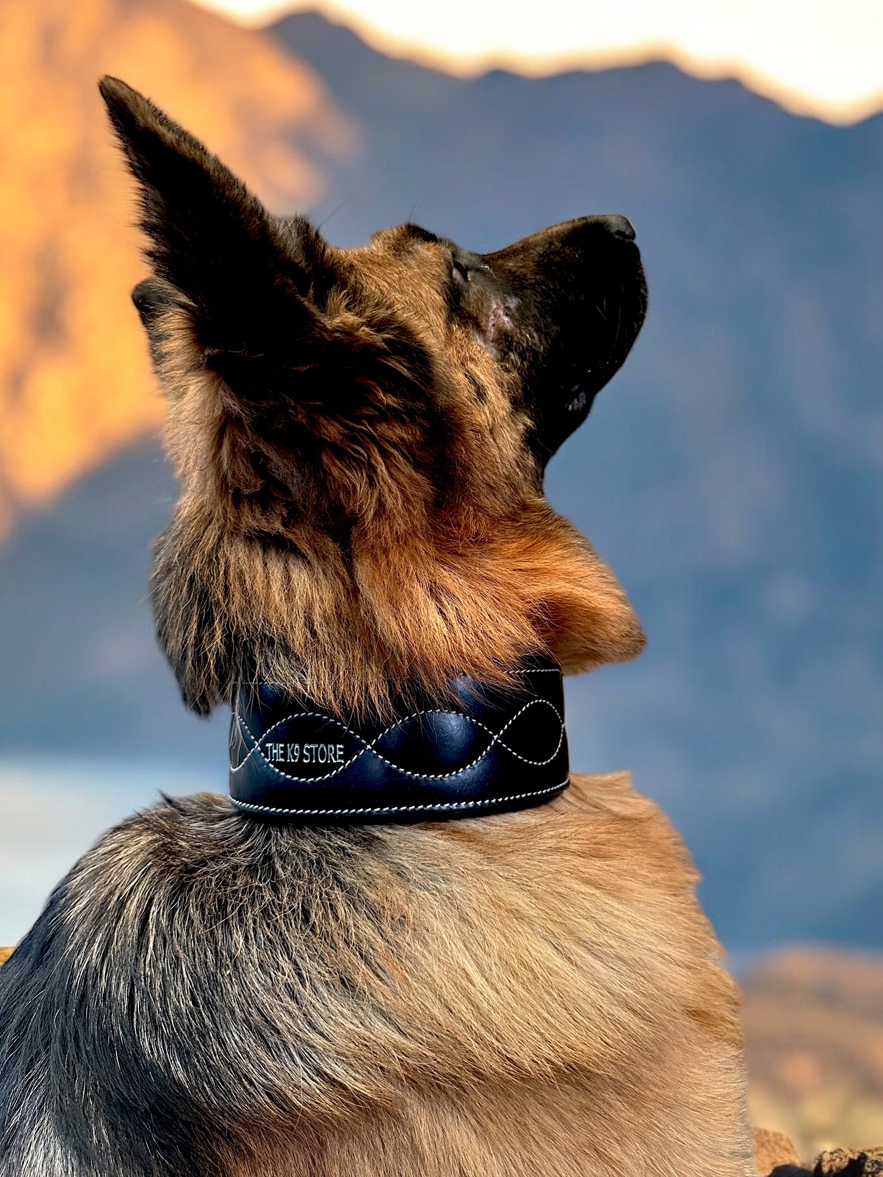 The K9 Store 100% Highgrade Leather Colored Bold & Premium Dog Neck Collar (Black)