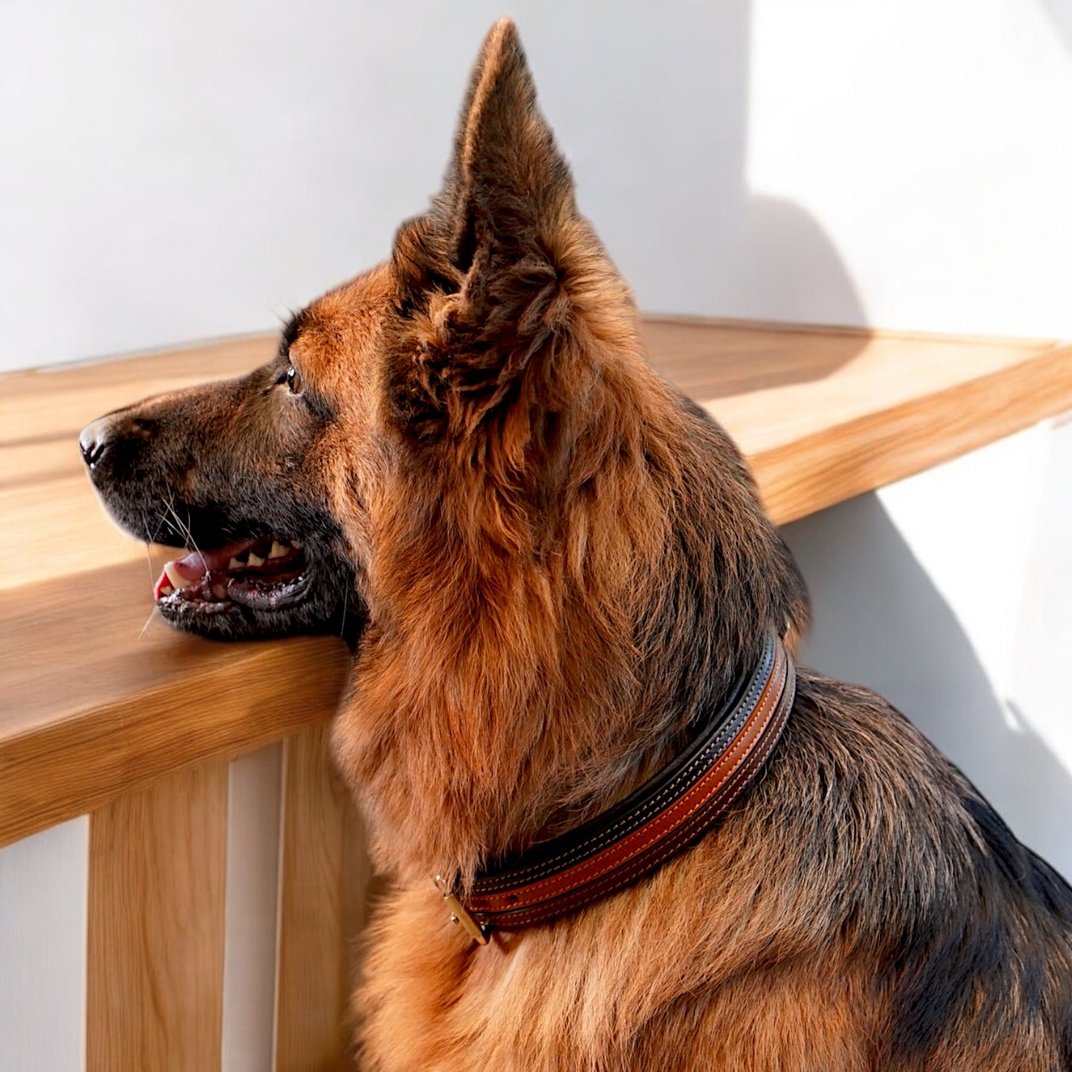 The K9 Store 100% Highgrade Leather Colored Designer Dog Neck Collar (Black + Tan + Chocolate - TRICOLOR)