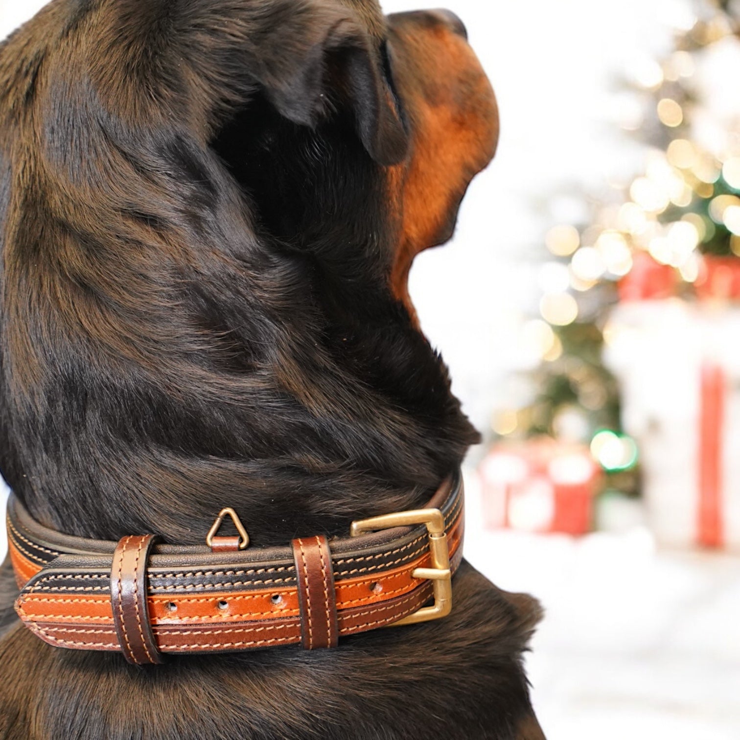 The K9 Store 100% Highgrade Leather Colored Designer Dog Neck Collar (Black + Tan + Chocolate - TRICOLOR)