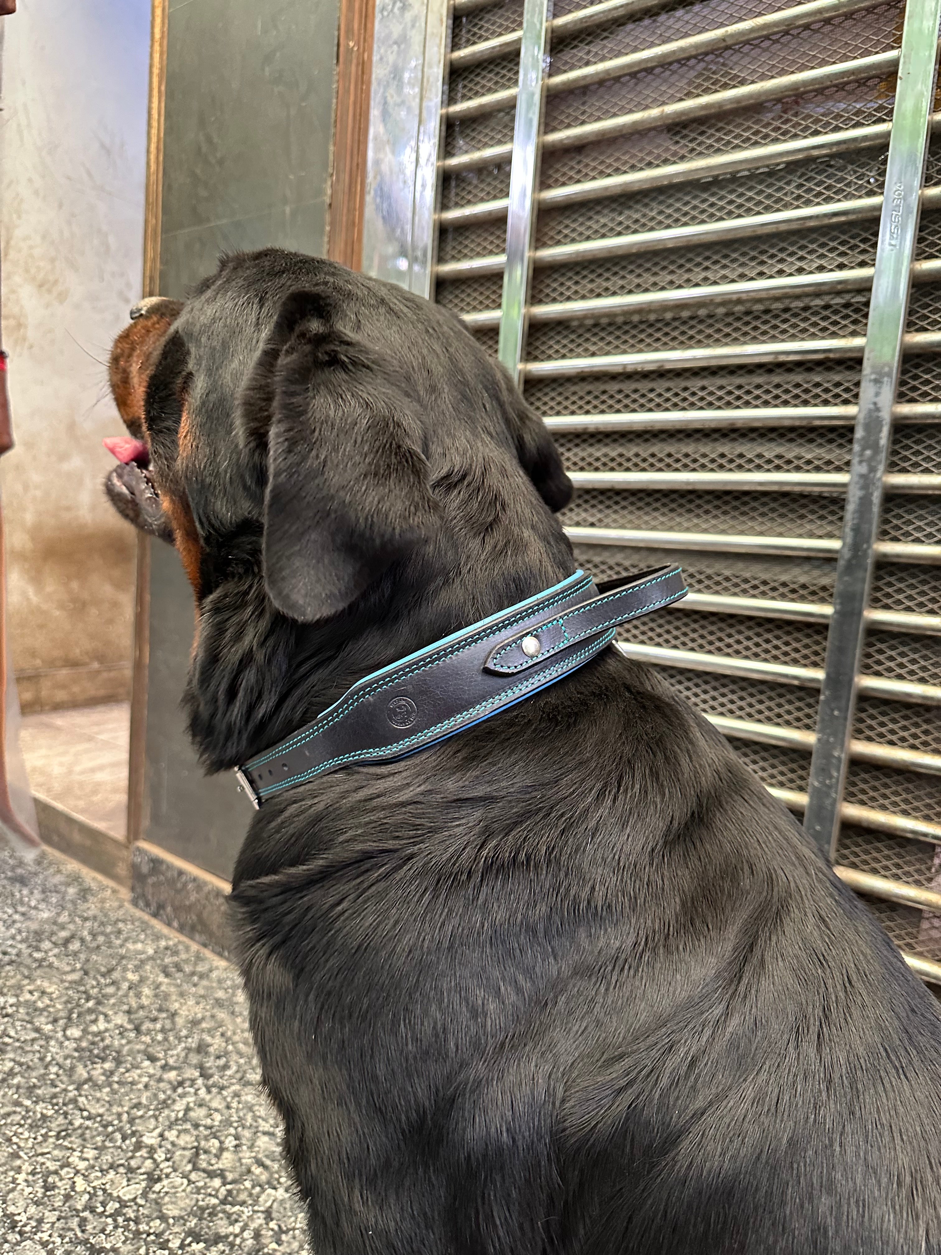 The K9 Store 100% Highgrade Leather Bold Dog Neck Collar For Training With Extra Handle - Zoey's Special B&B (Blue & Black Dual Tone)