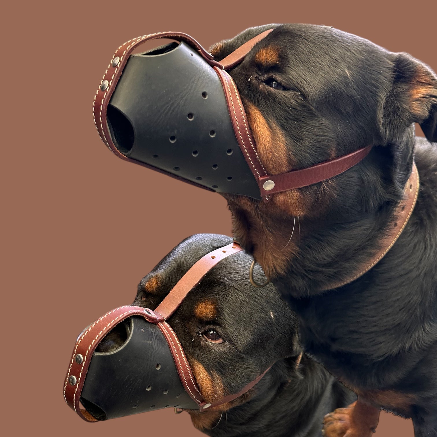 The K9 Store Premium Leather Dog Muzzle, Handstitched Mask for Gaint, Large & Medium Dog Breeds in Black/Tan Color