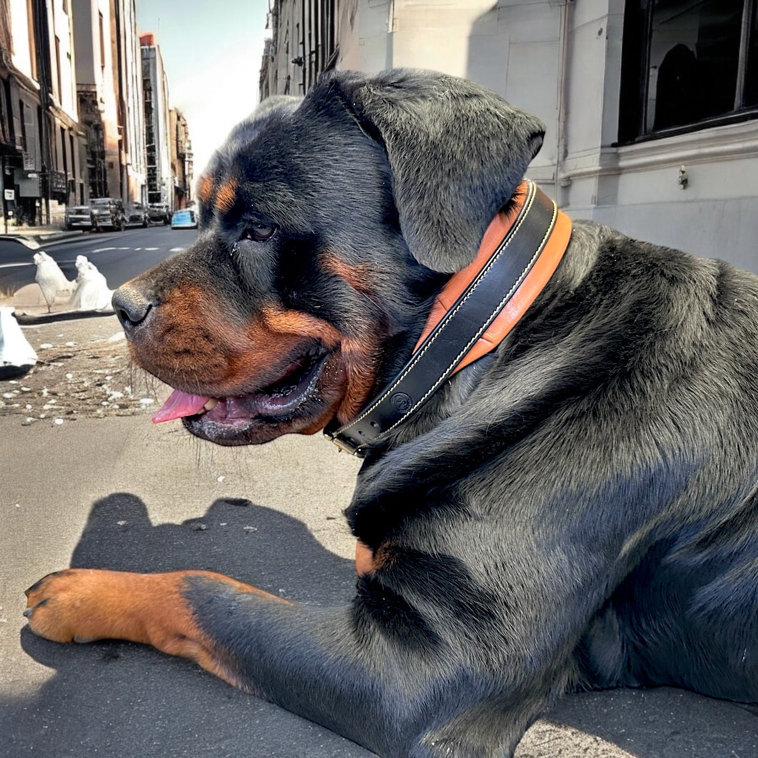 The K9 Store 100% Highgrade Leather Dual Tone Designer Dog Neck Collar (Tan & Black)