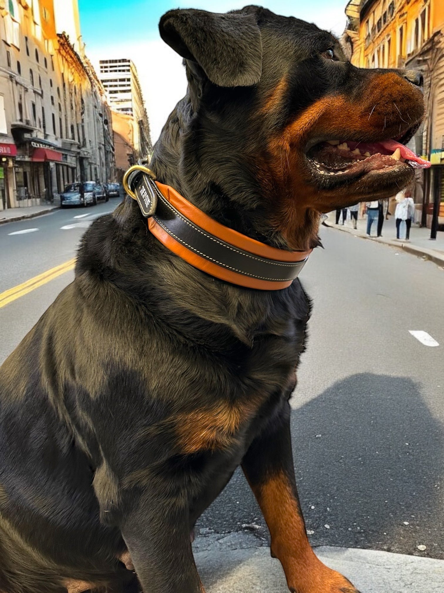 The K9 Store 100% Highgrade Leather Dual Tone Designer Dog Neck Collar (Tan & Black)